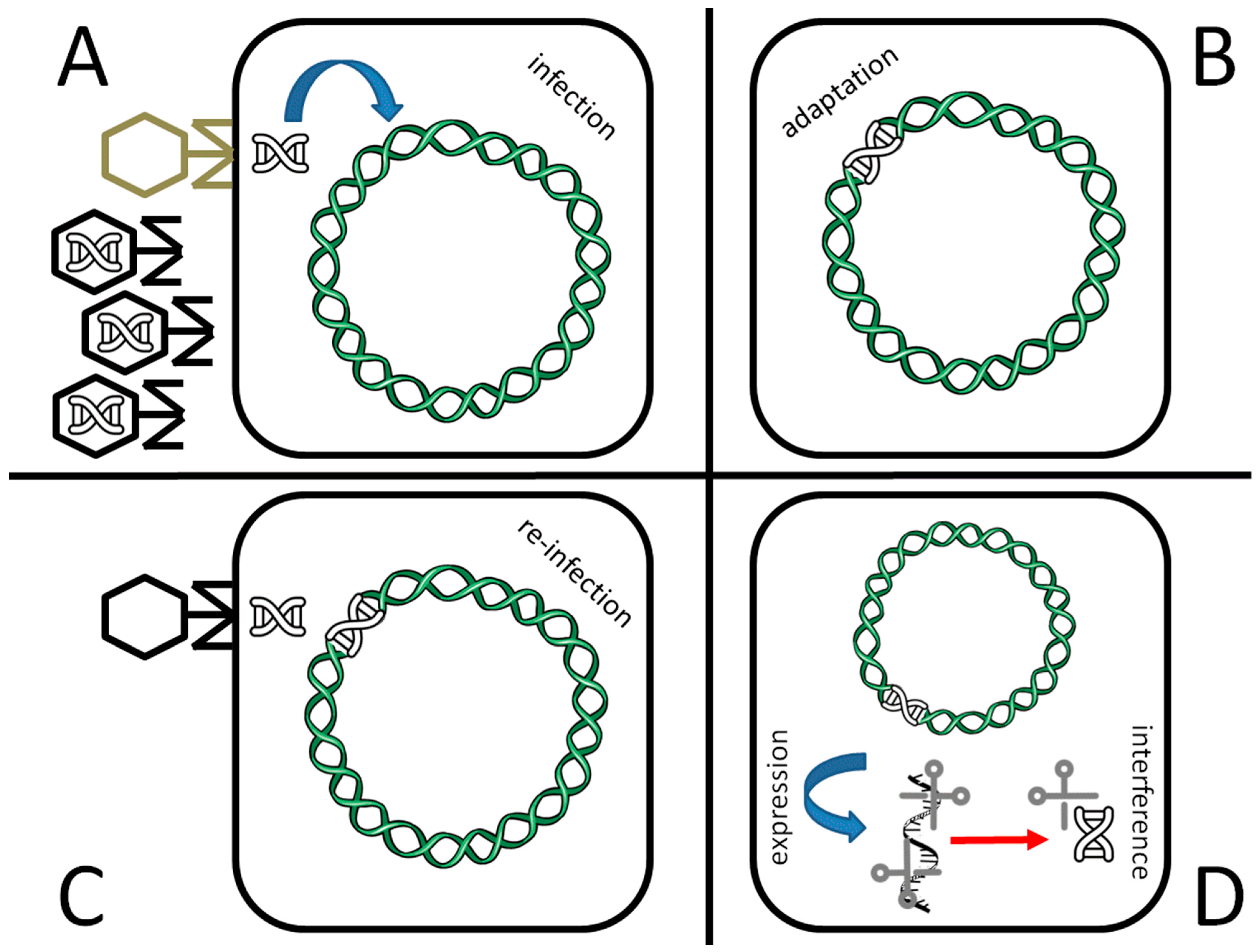 More Evidence of the Dangers of CRISPR: Stop Playing God with Human Genes -  Breakpoint