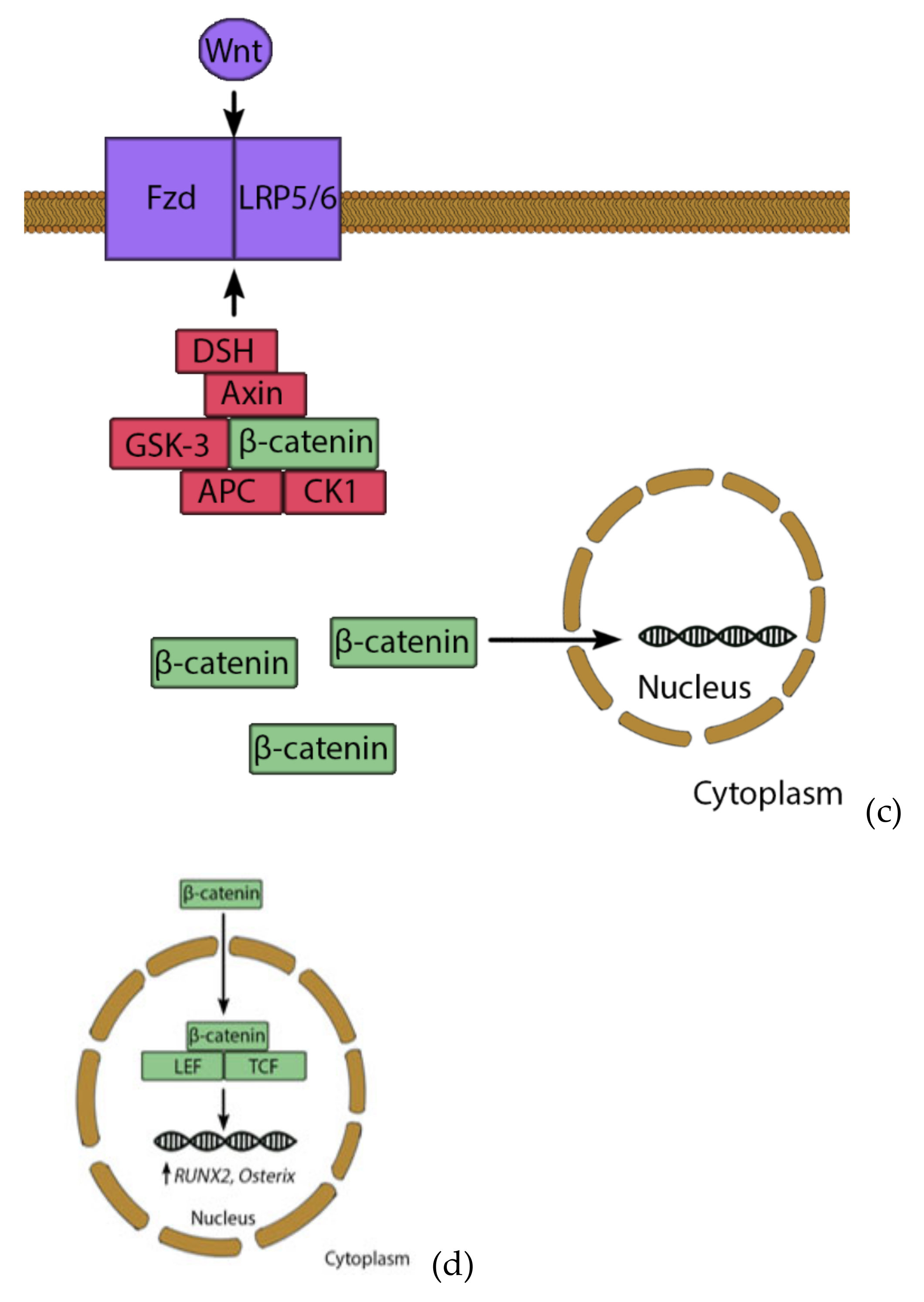 Cells 10 00975 g003b Cells 10 00975 g003b