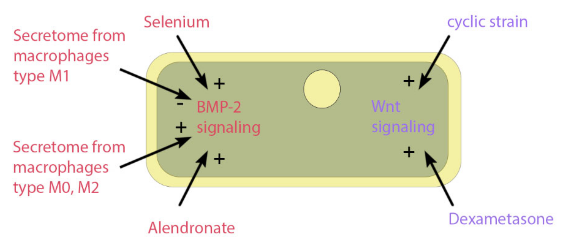 Cells 10 00975 g005 Cells 10 00975 g005