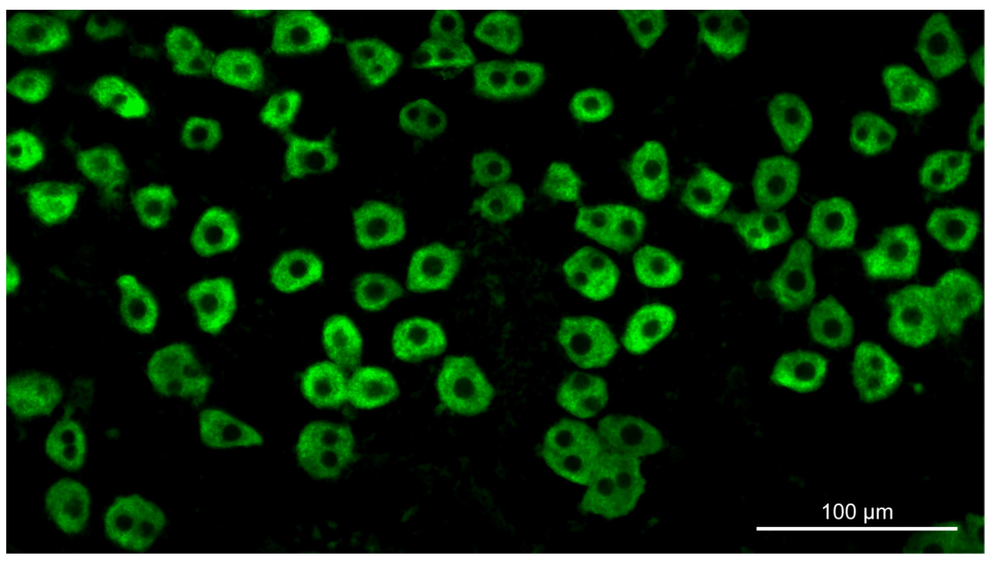 Cells 10 00976 g001 Cells 10 00976 g001