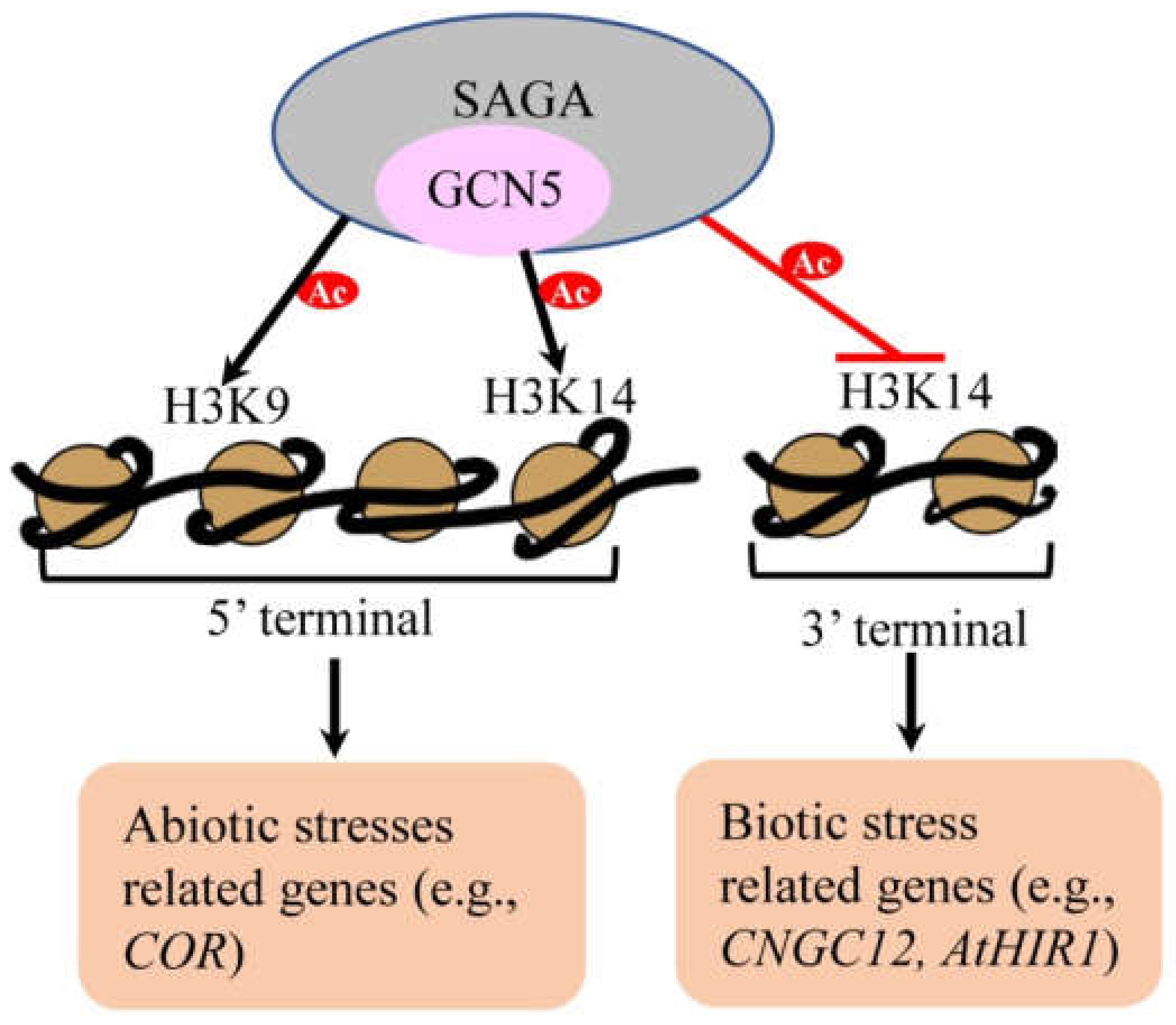 Cells 10 00979 g004 Cells 10 00979 g004