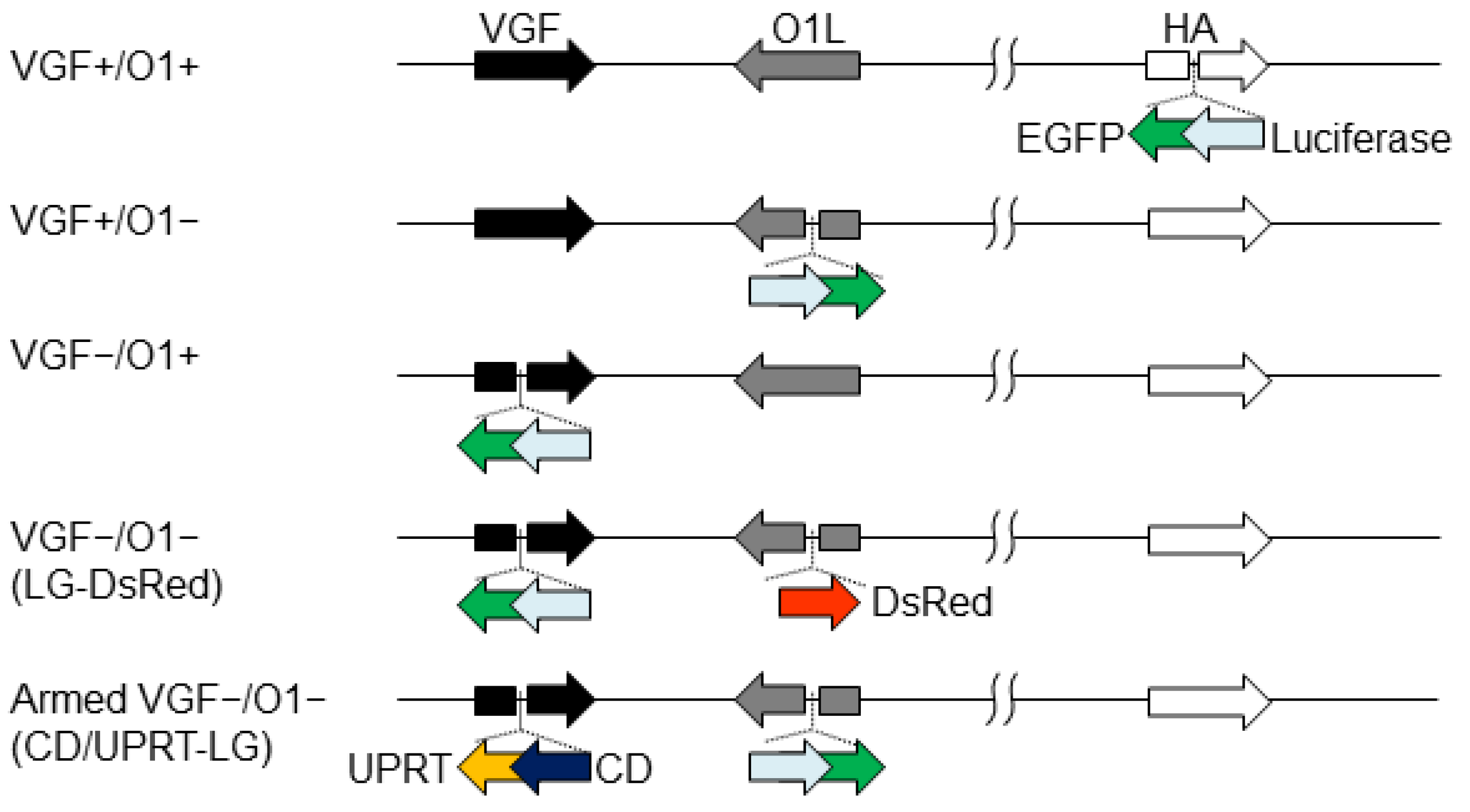 Cells 10 00985 g001 Cells 10 00985 g001