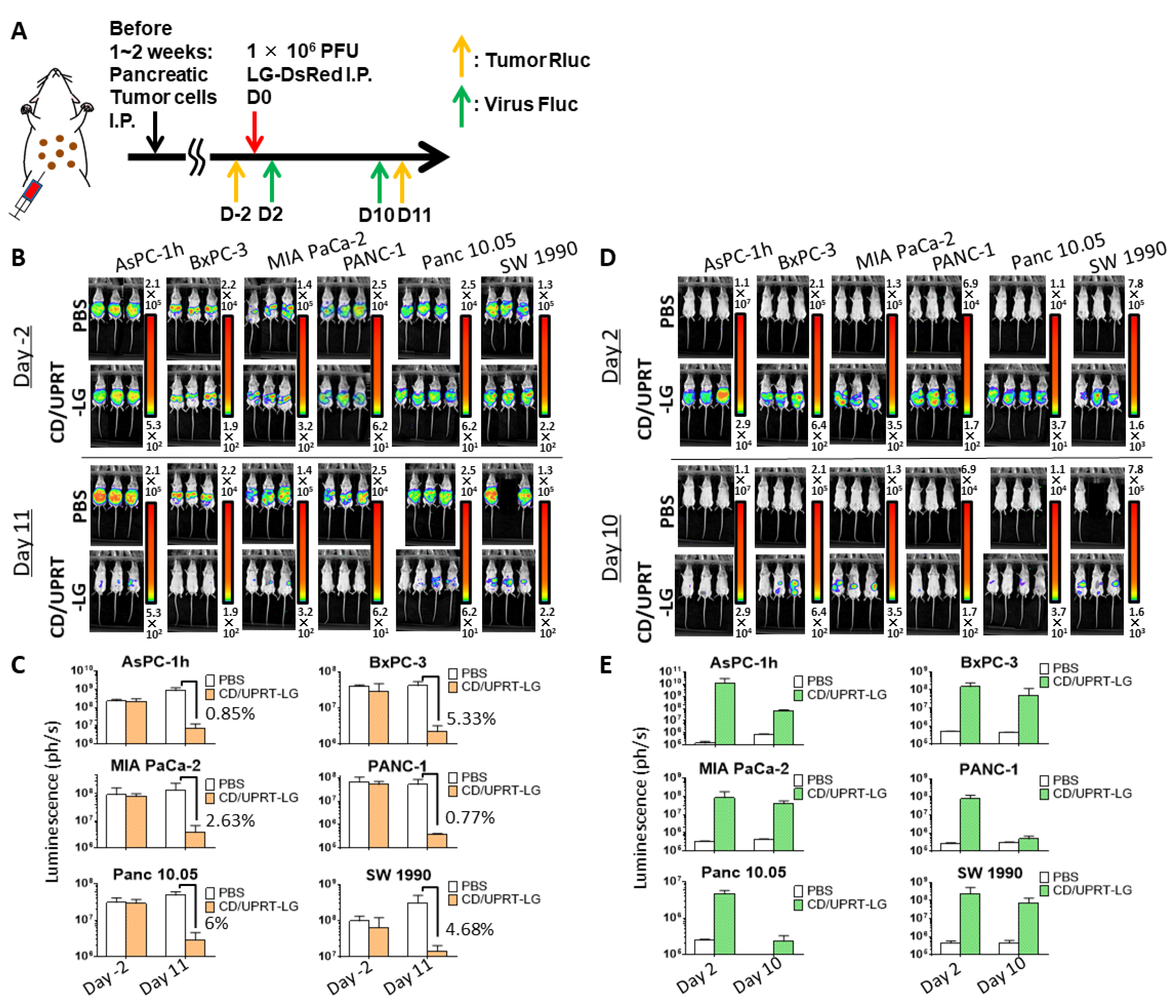 Cells 10 00985 g004 Cells 10 00985 g004