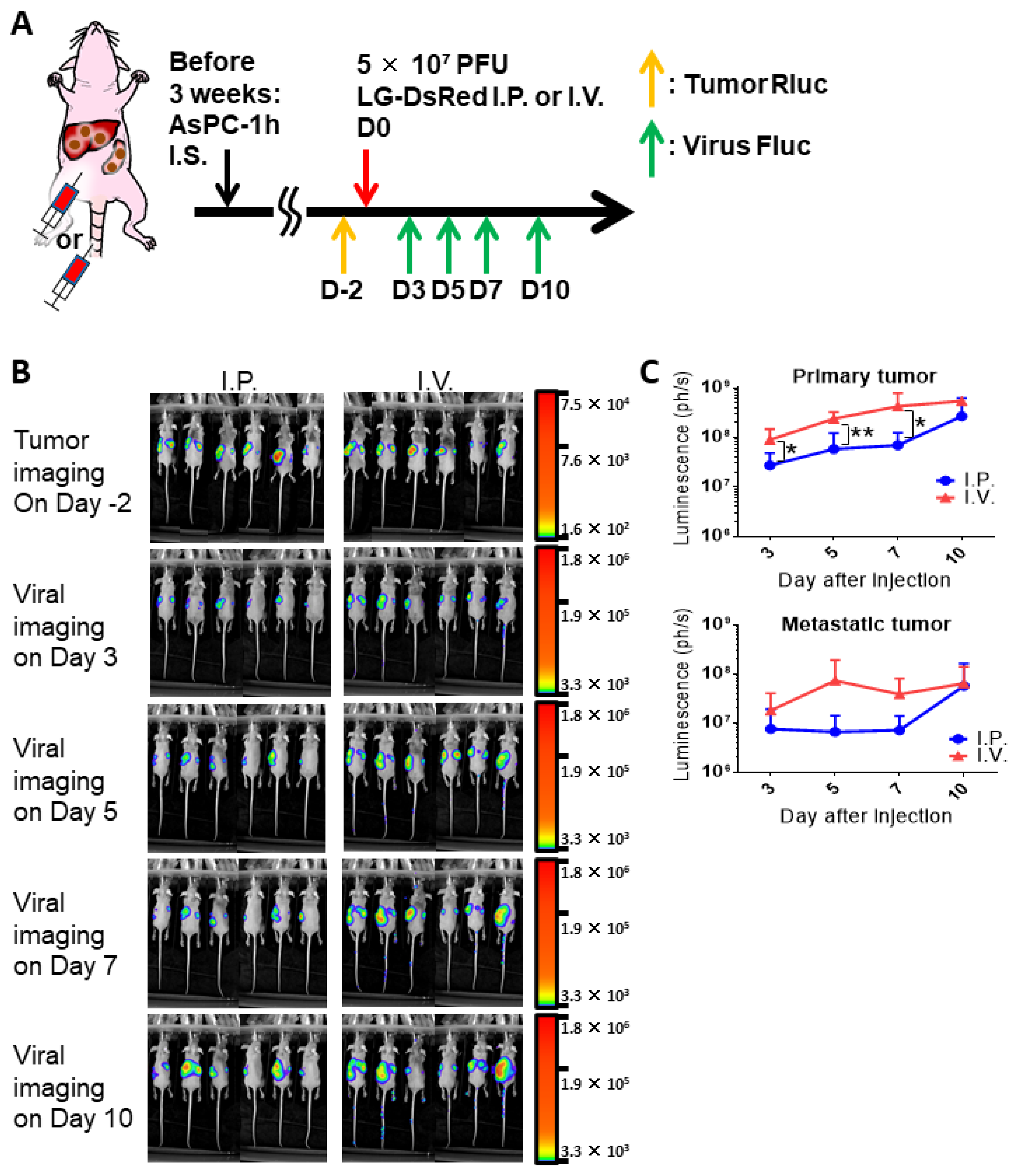Cells 10 00985 g005 Cells 10 00985 g005