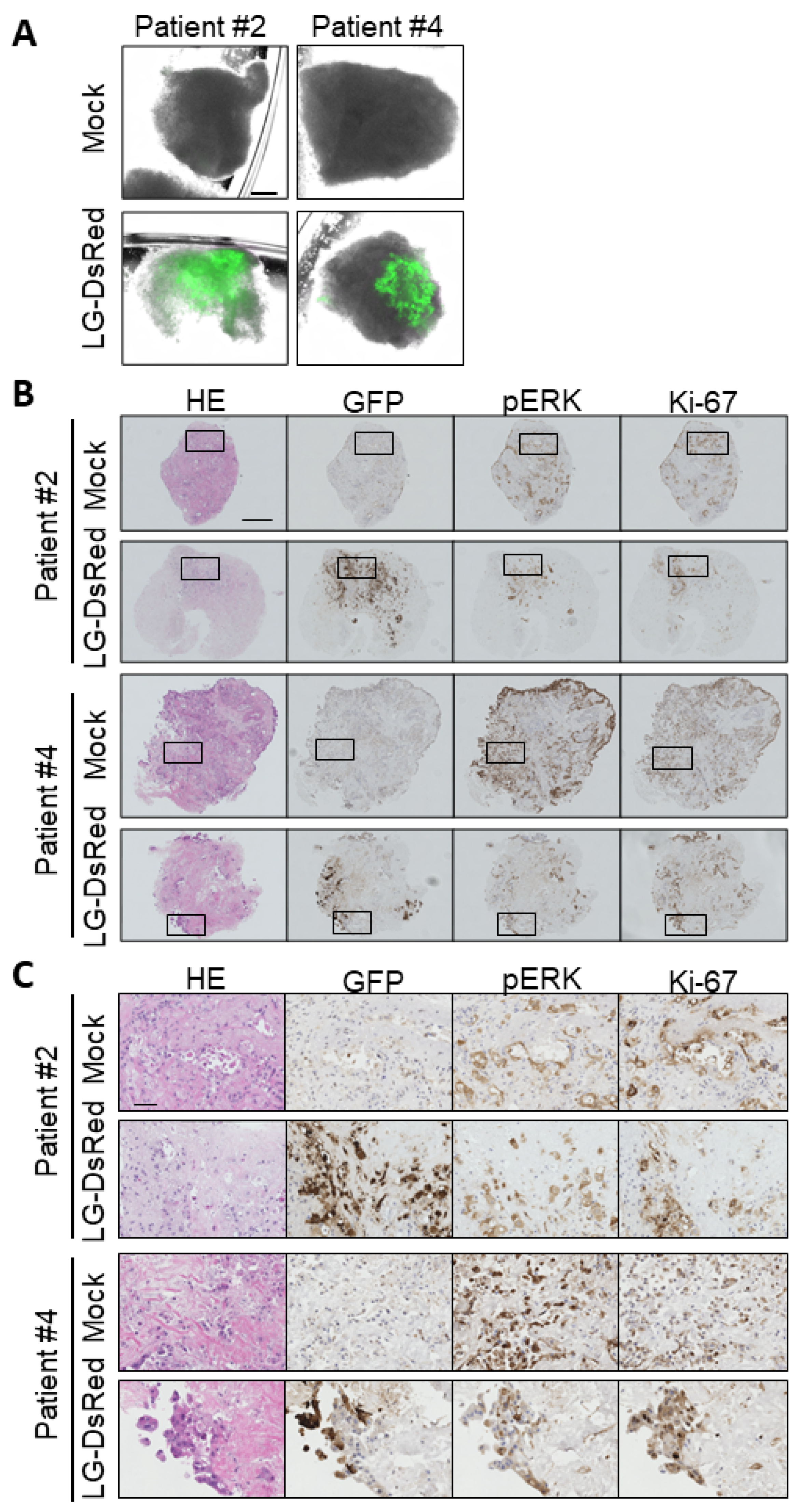 Cells 10 00985 g007 Cells 10 00985 g007