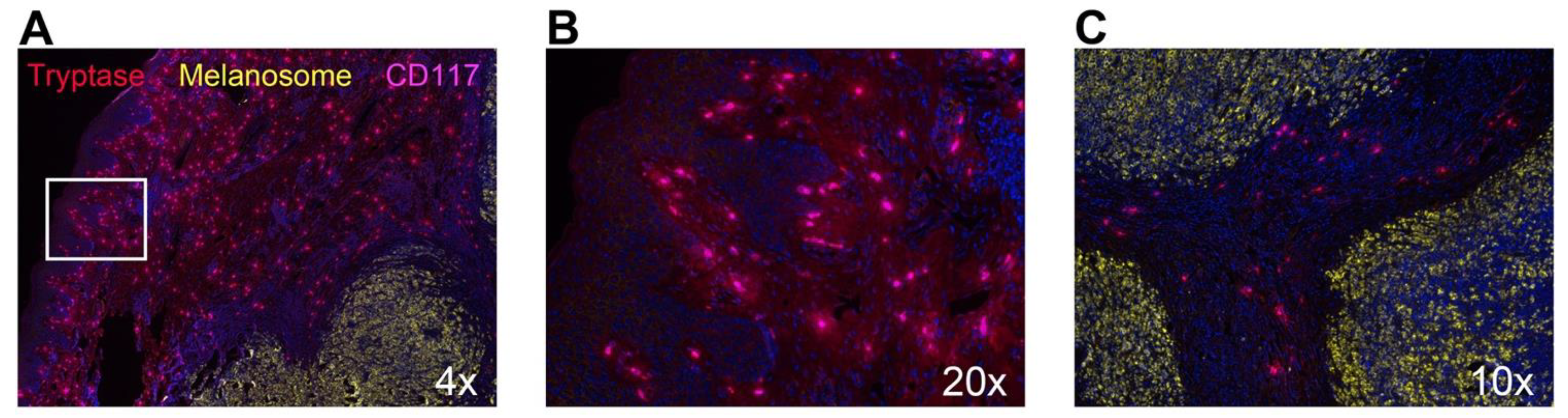 Cells 10 00986 g002