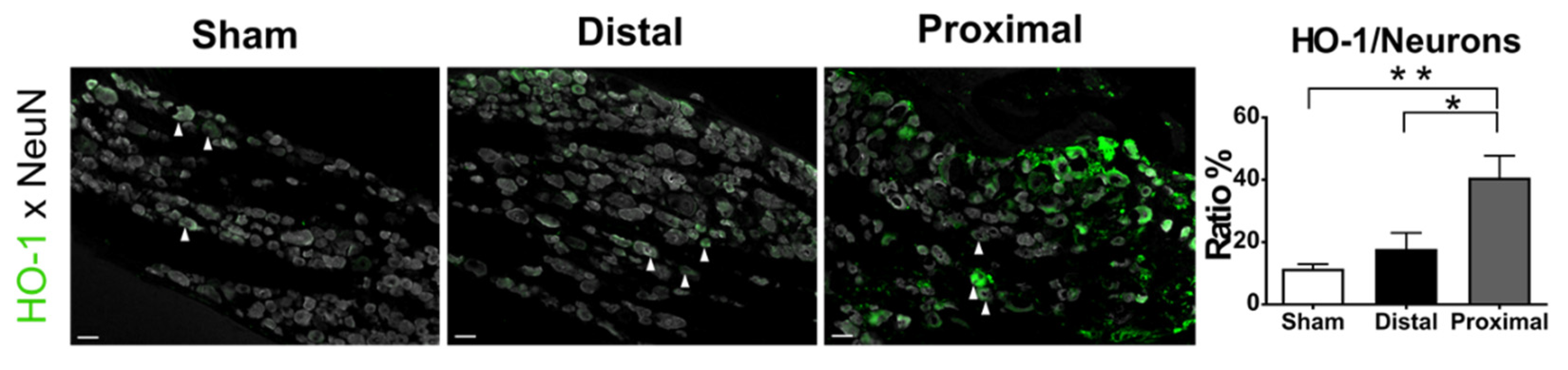 Cells 10 00992 g003 Cells 10 00992 g003