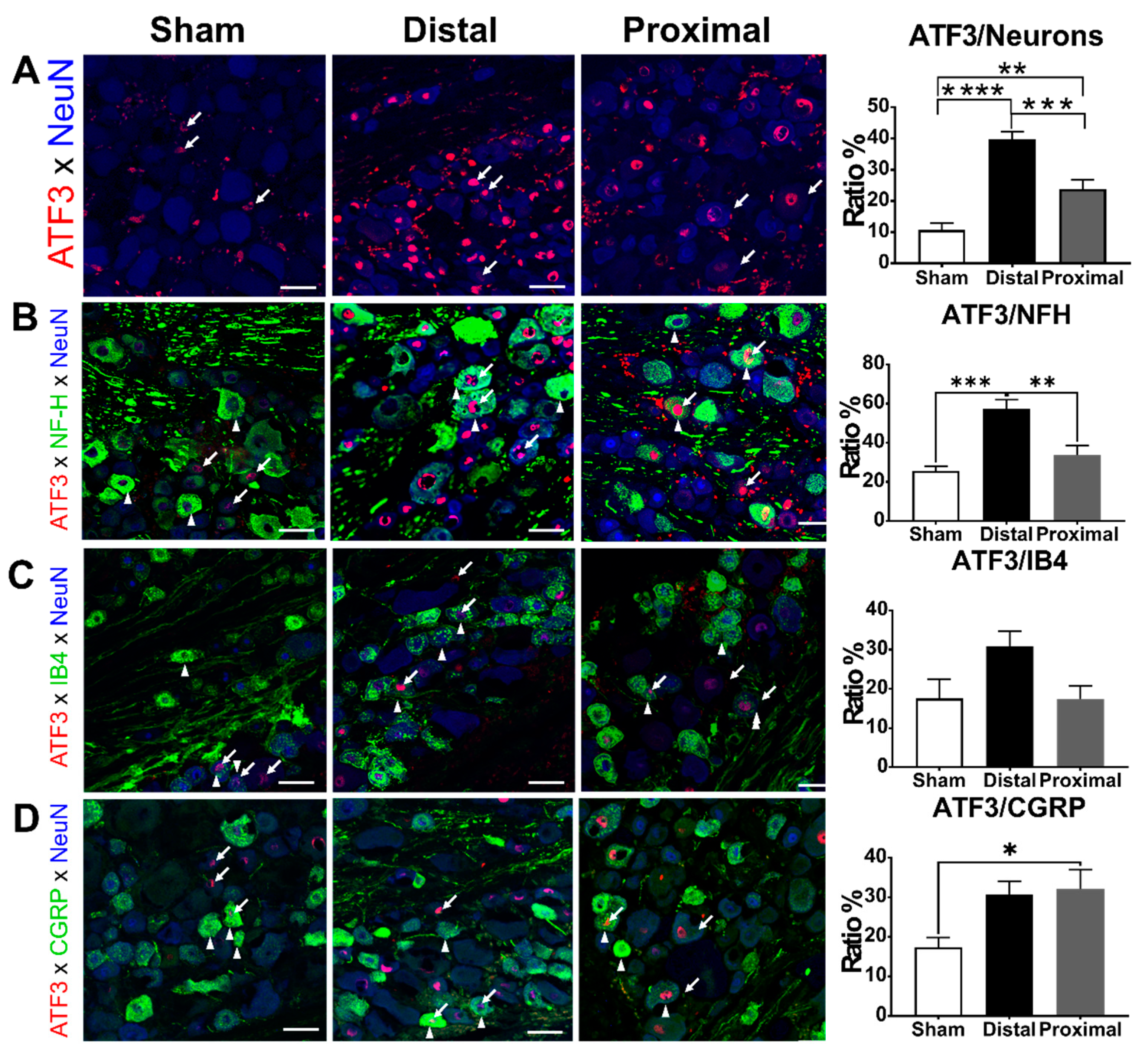 Cells 10 00992 g004 Cells 10 00992 g004