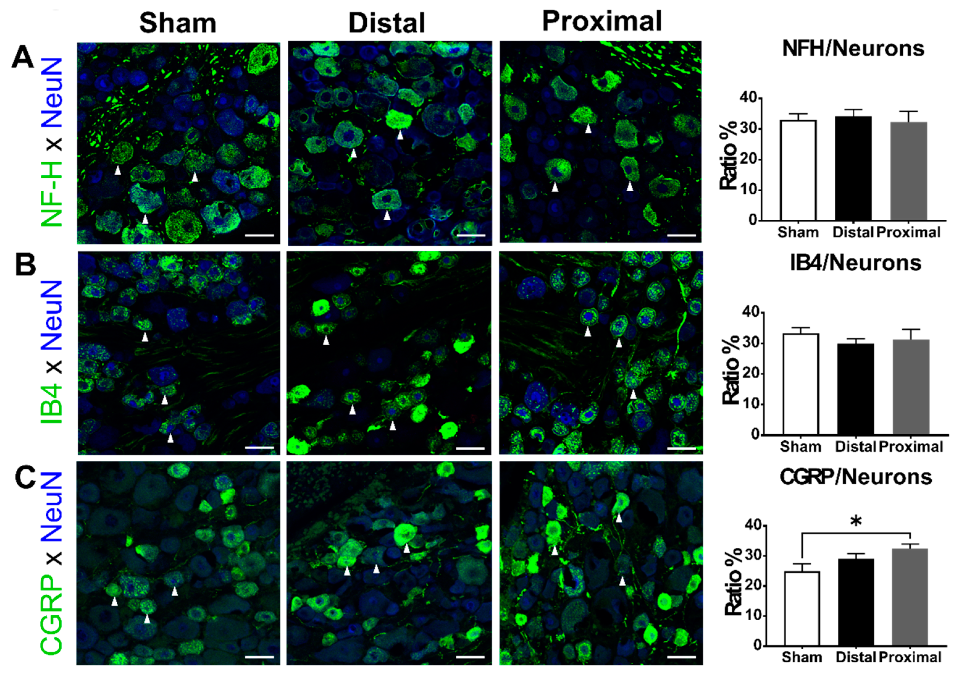Cells 10 00992 g005 Cells 10 00992 g005