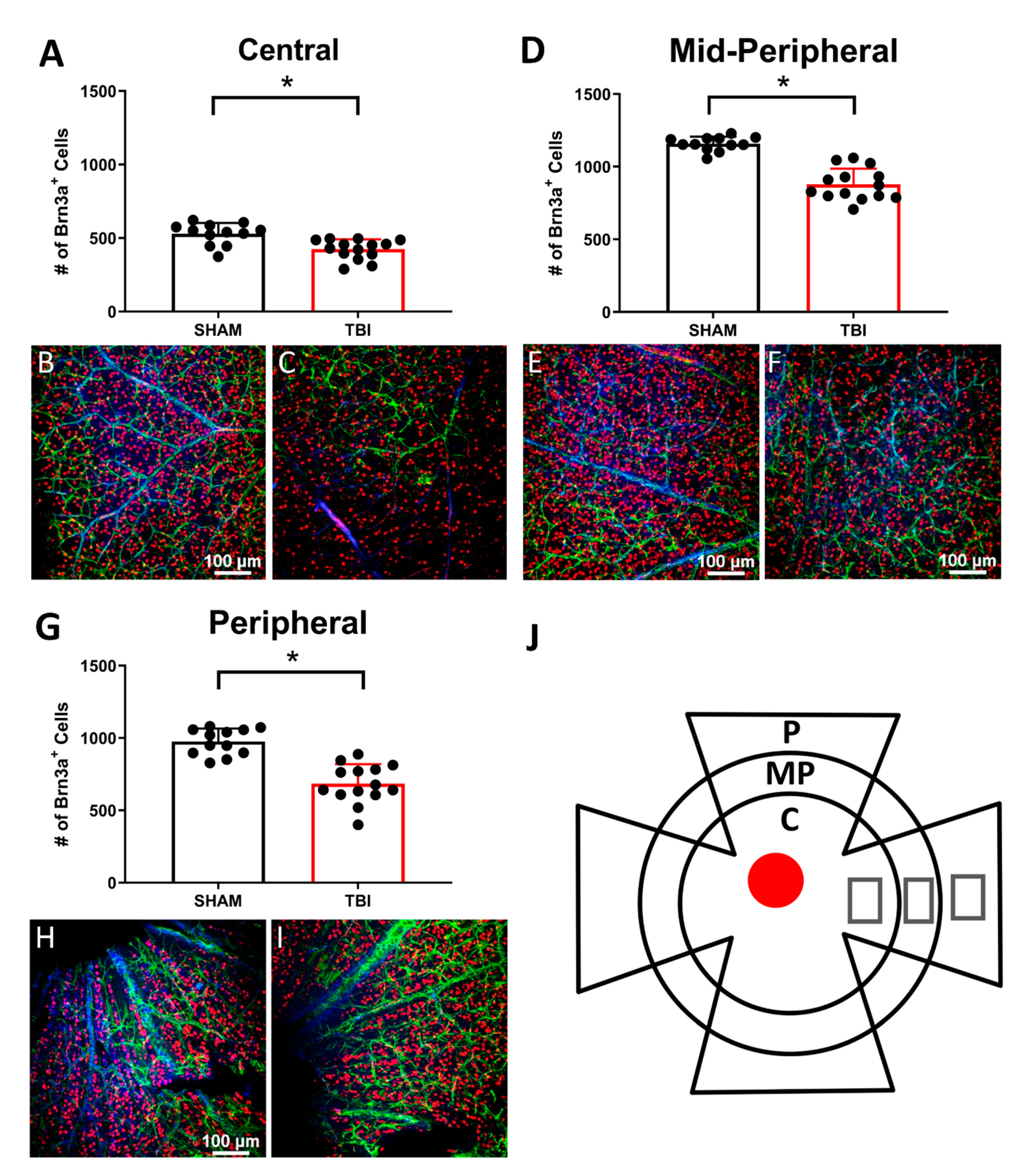 Cells 10 00996 g005 Cells 10 00996 g005