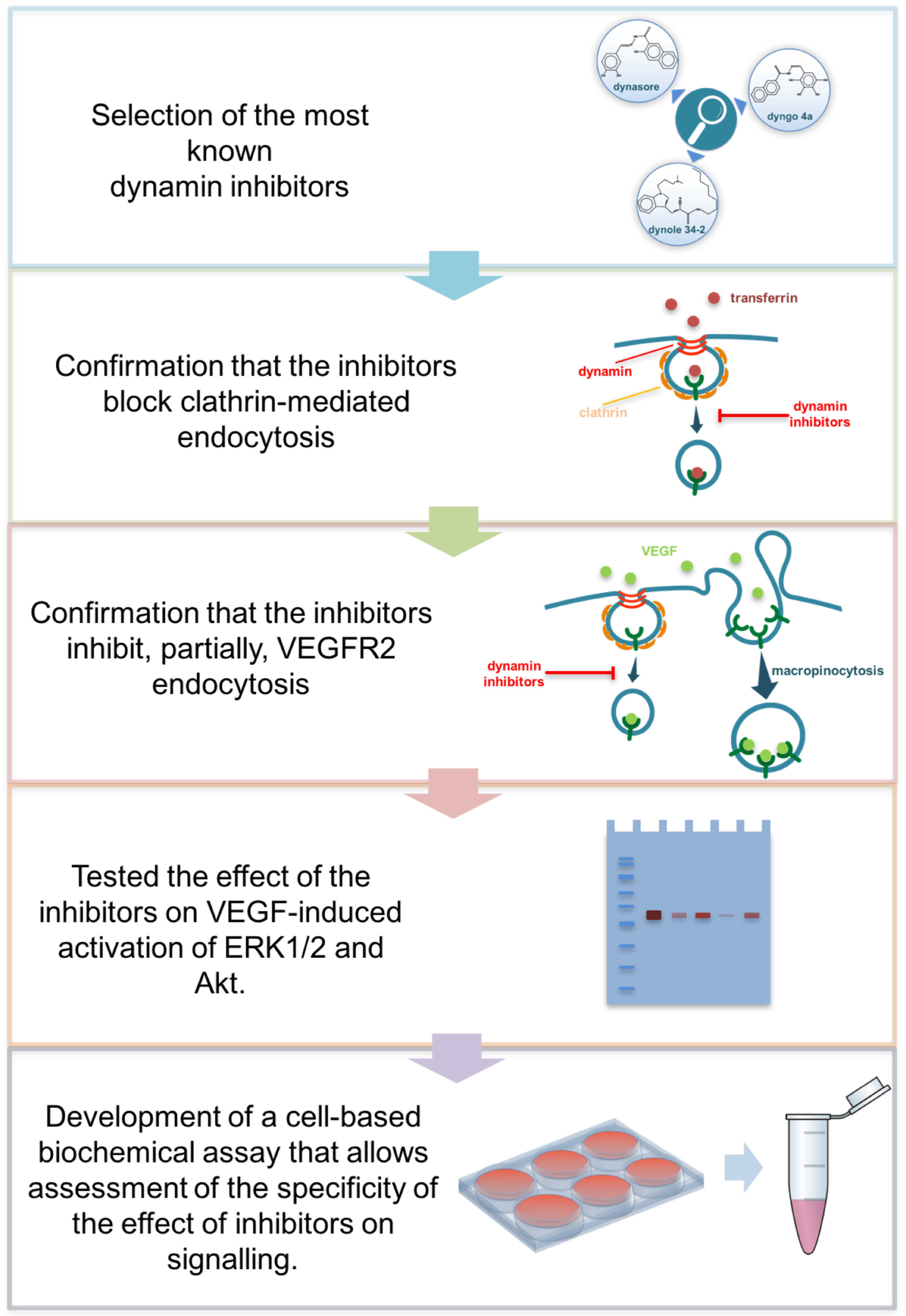 Cells 10 00997 g001 Cells 10 00997 g001