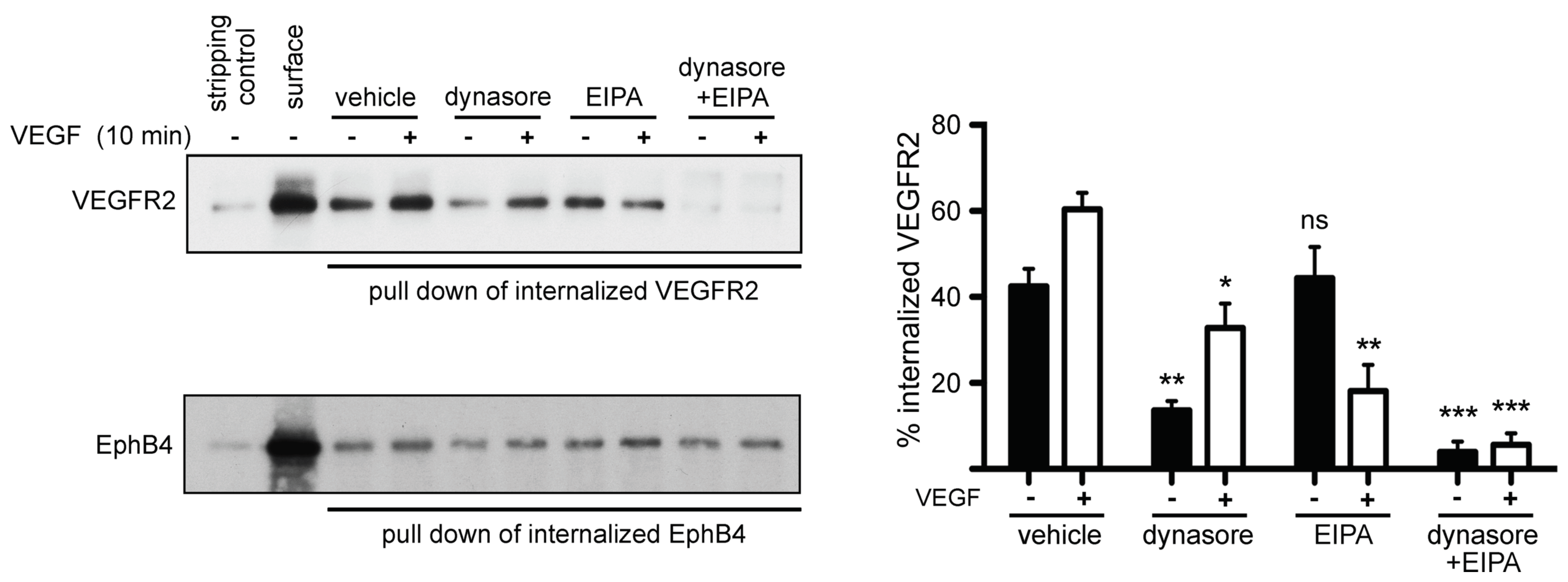 Cells 10 00997 g003 Cells 10 00997 g003