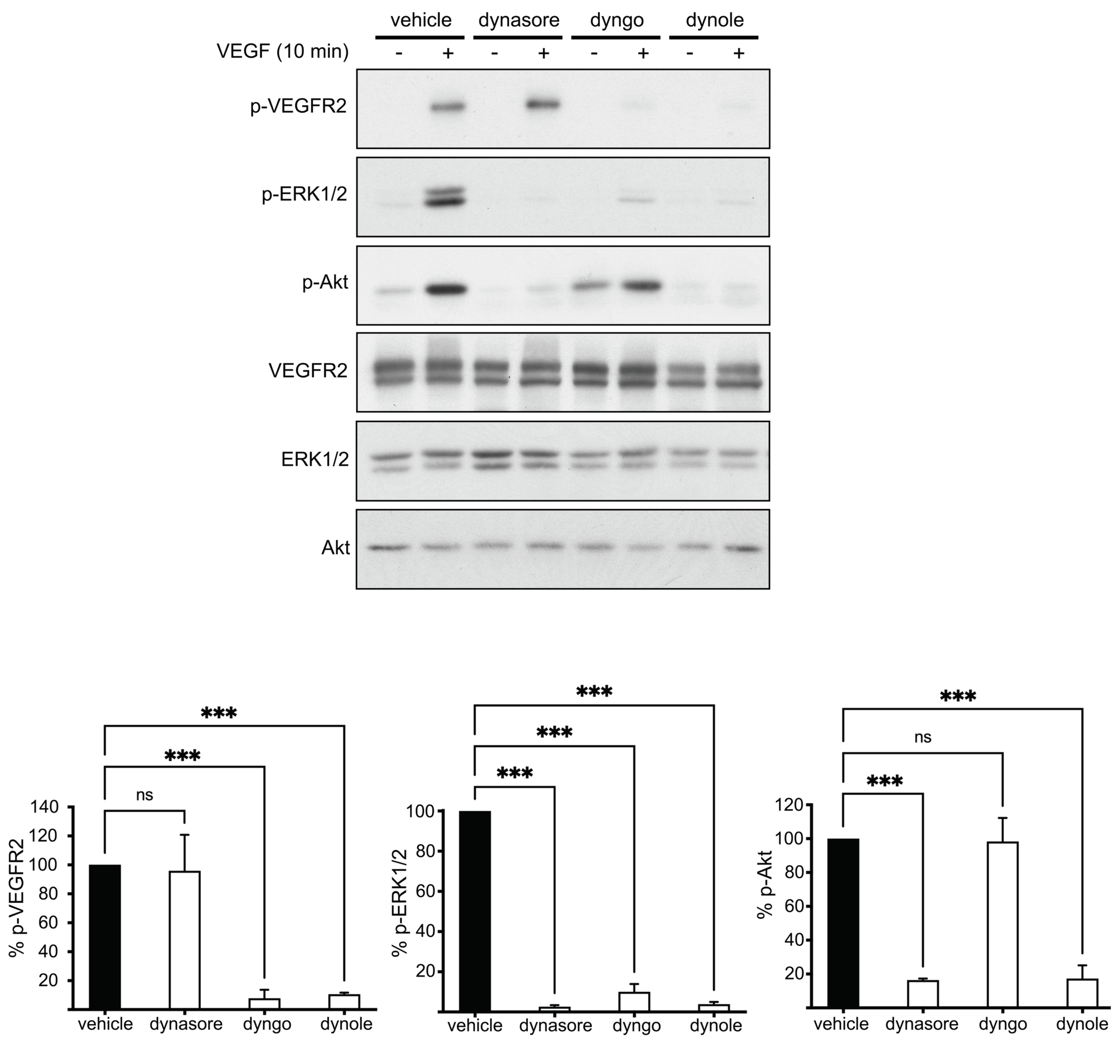 Cells 10 00997 g004 Cells 10 00997 g004