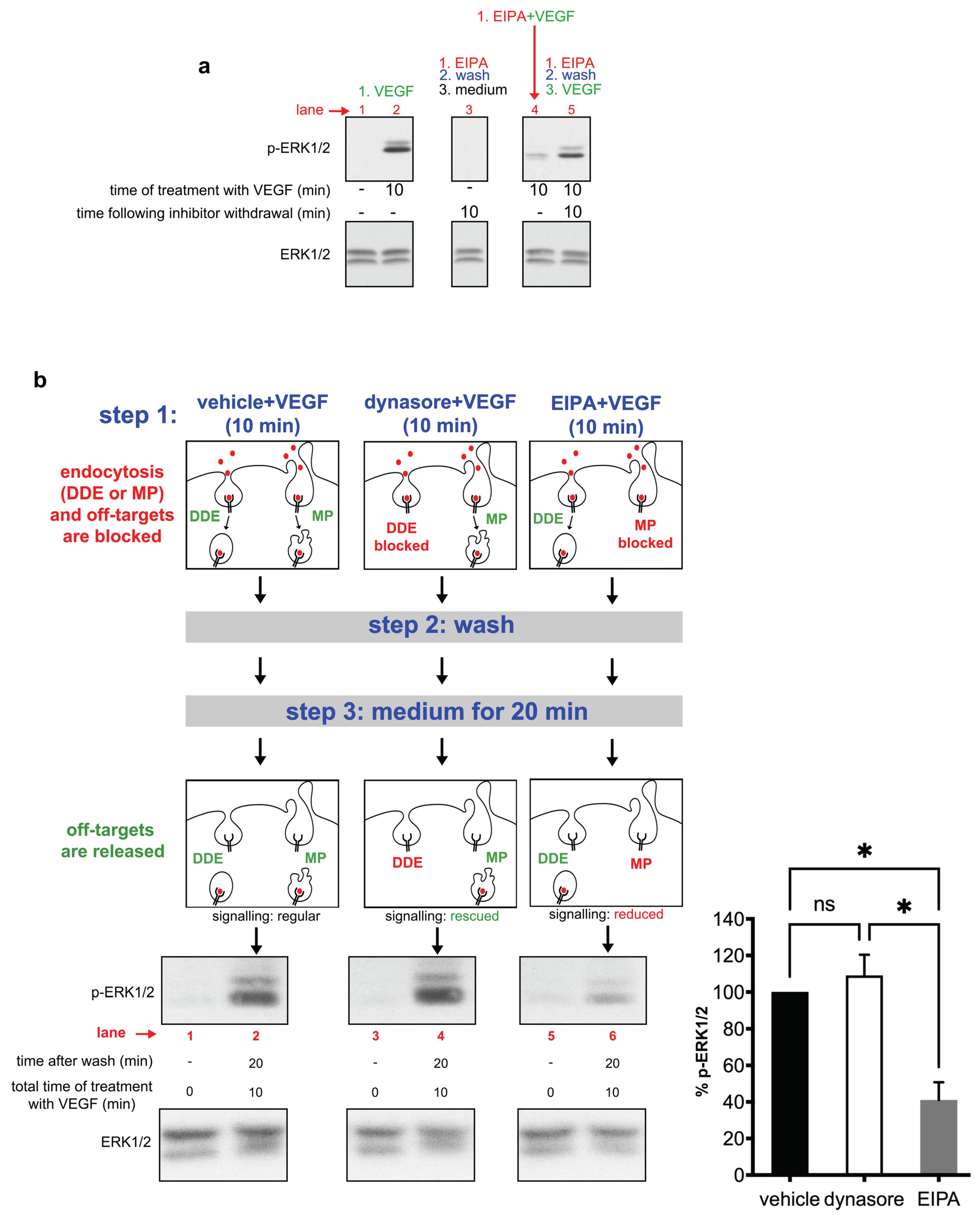 Cells 10 00997 g005 Cells 10 00997 g005