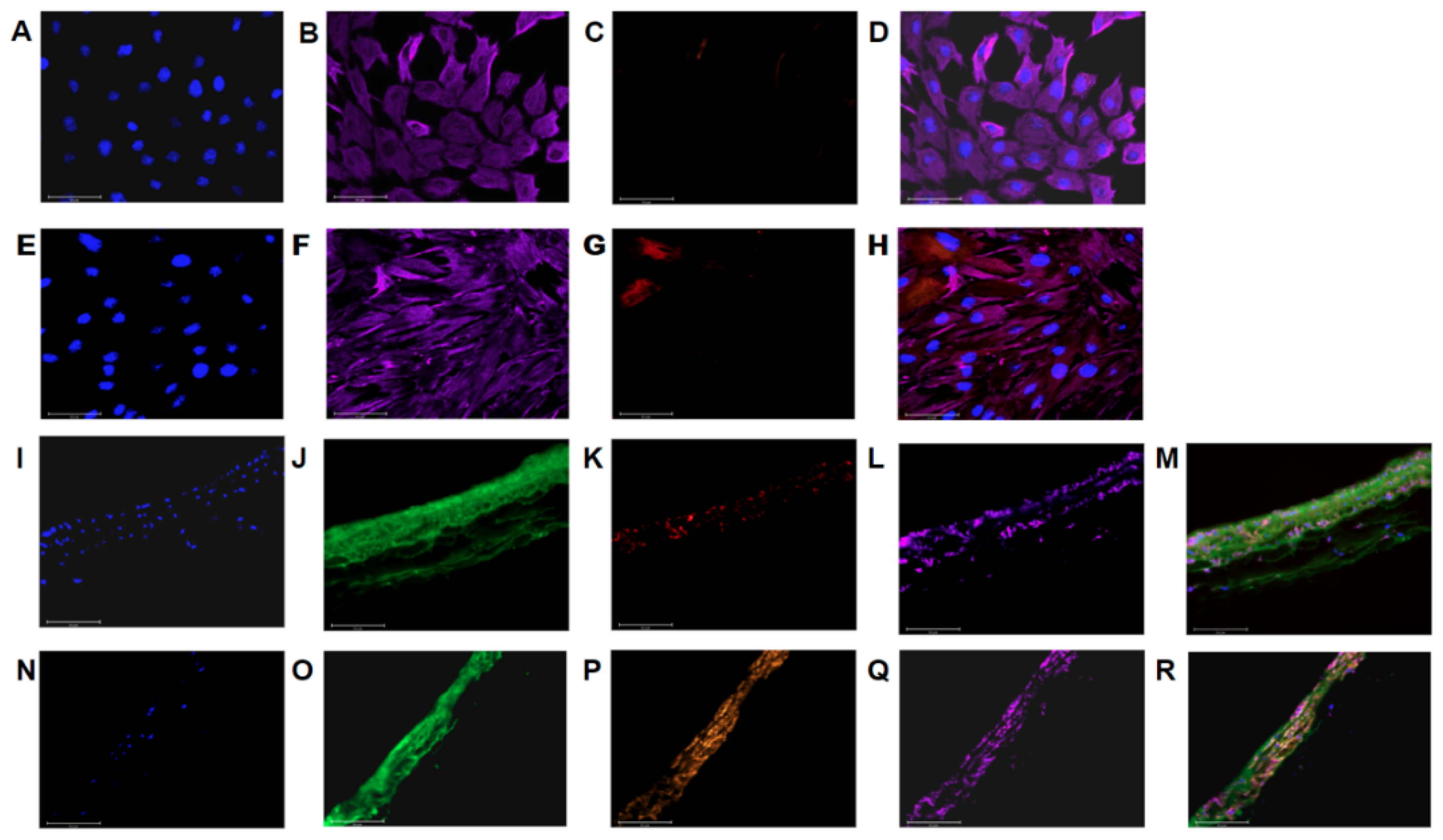 Cells 10 01000 g002 Cells 10 01000 g002