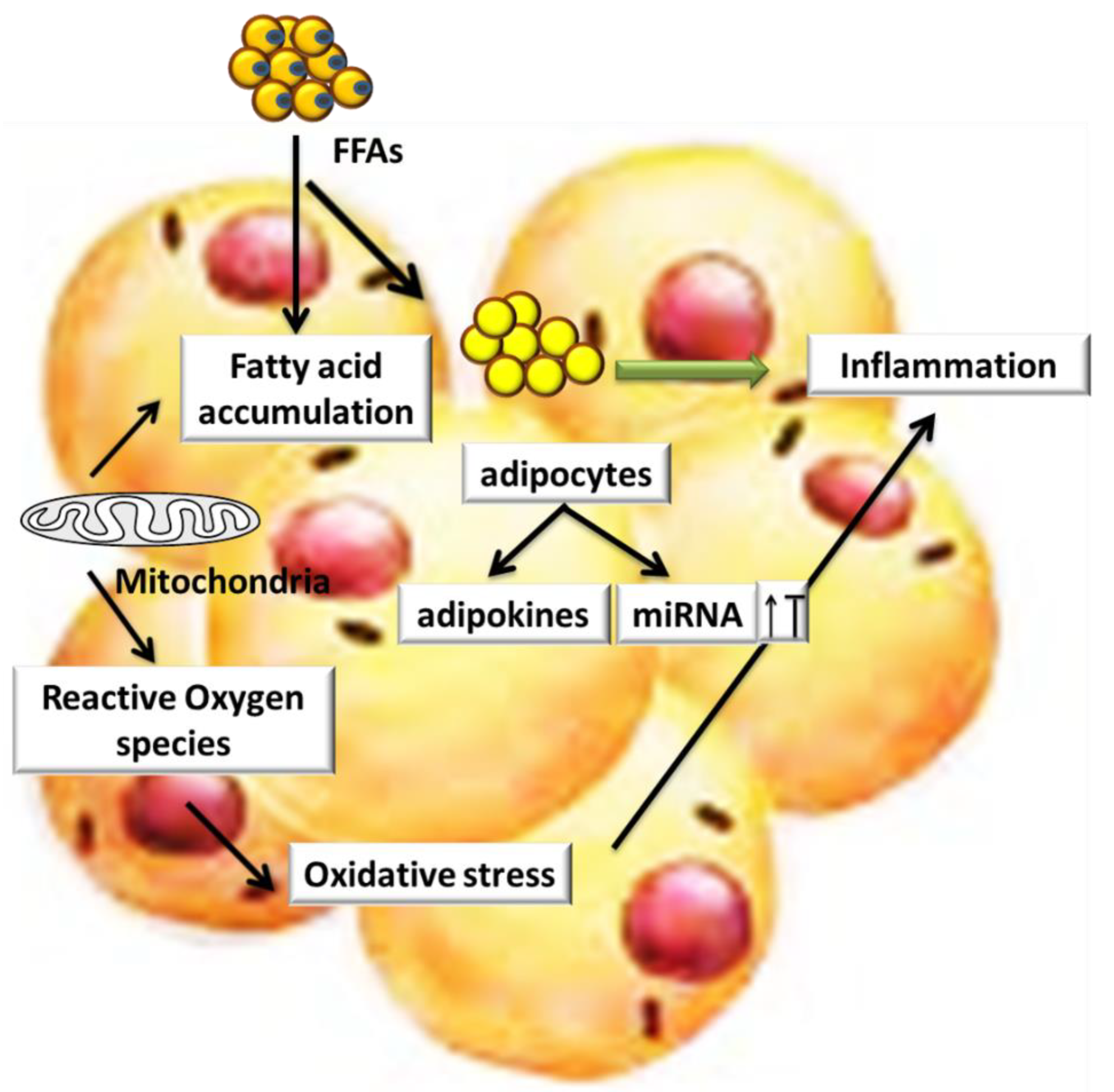 Cells 10 01004 g002 Cells 10 01004 g002