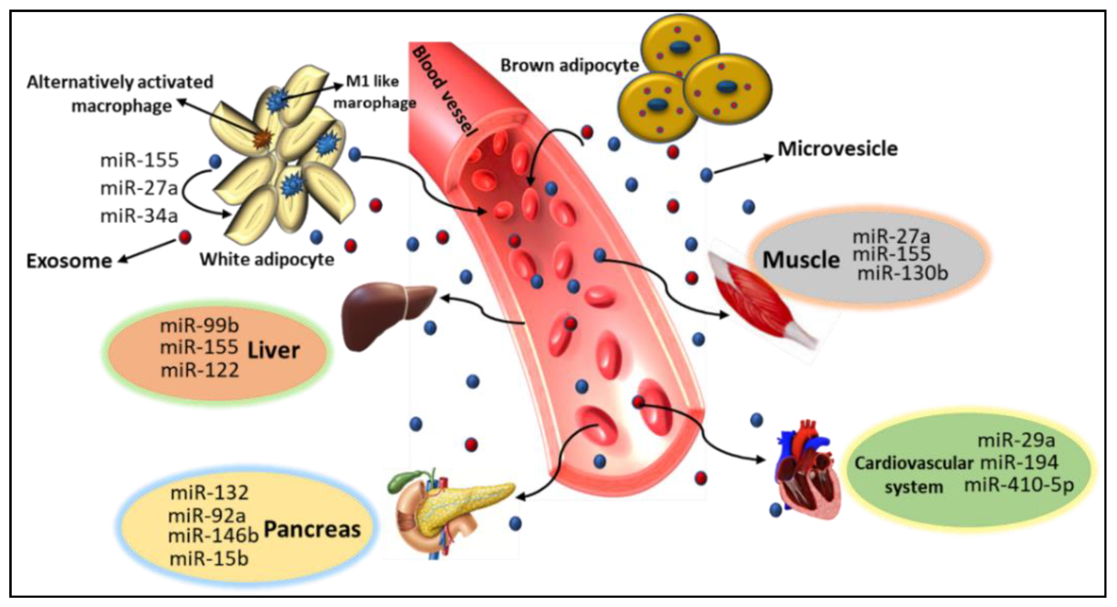 Cells 10 01004 g003 Cells 10 01004 g003