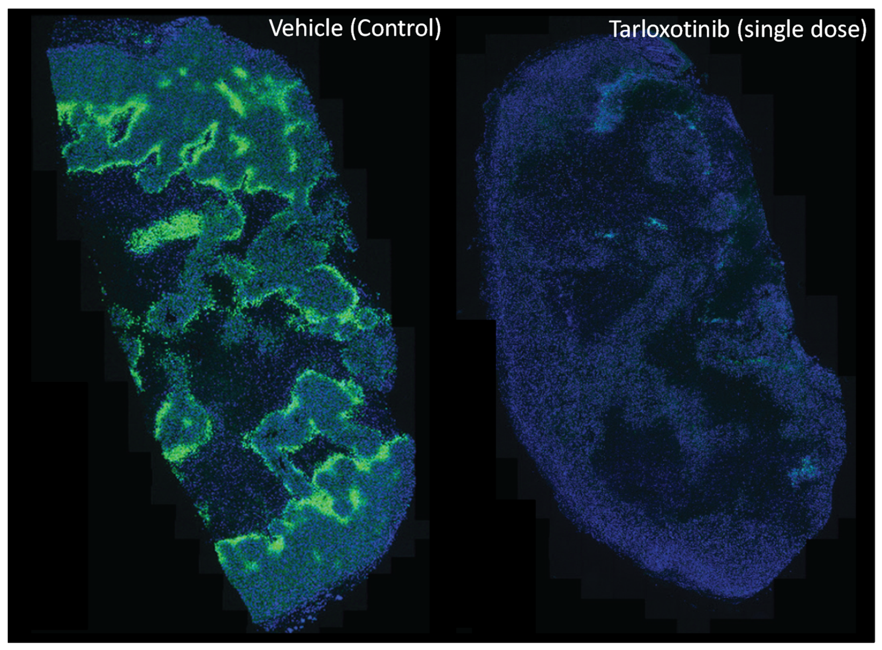 Cells 10 01006 g004 Cells 10 01006 g004
