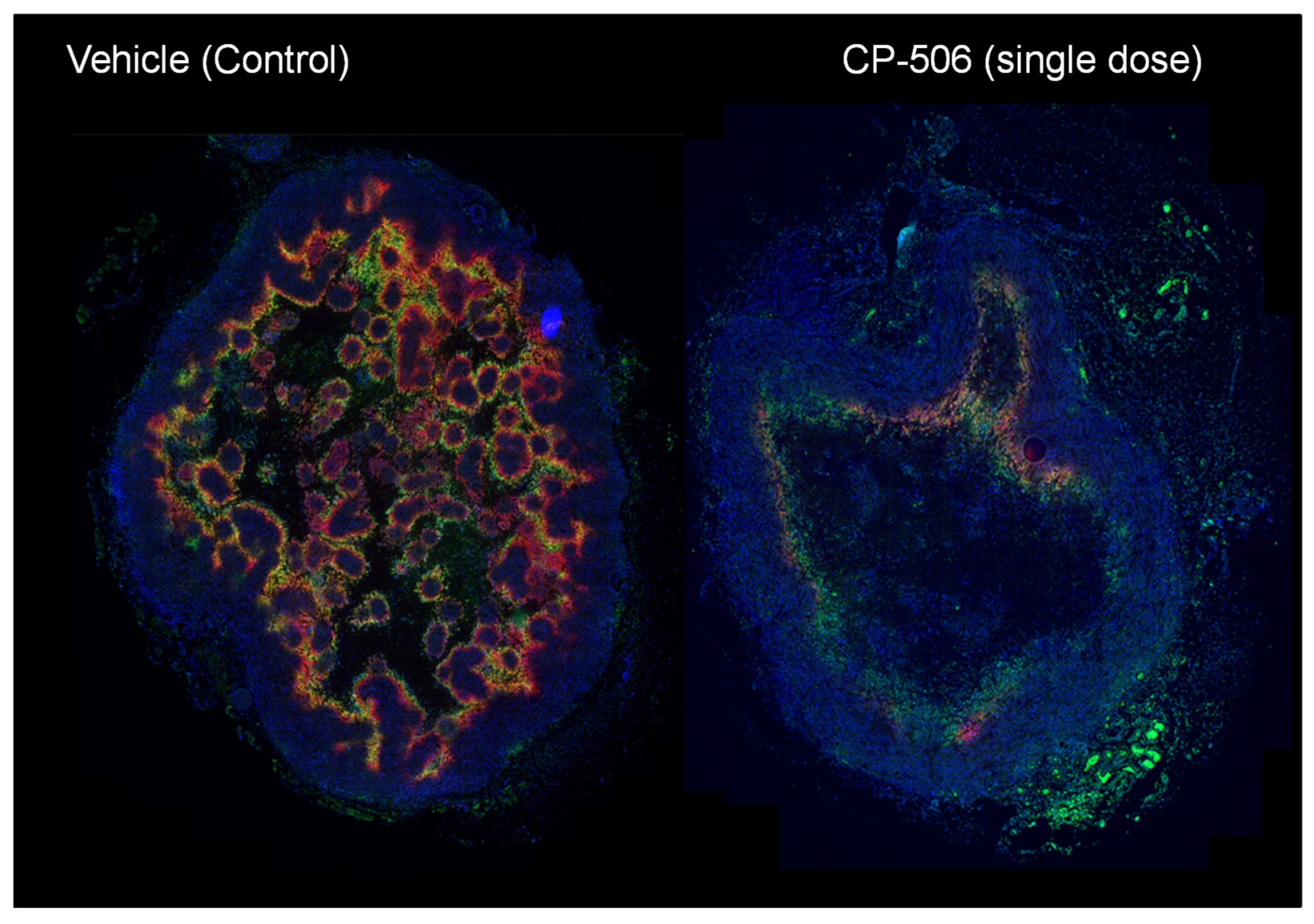 Cells 10 01006 g005 Cells 10 01006 g005