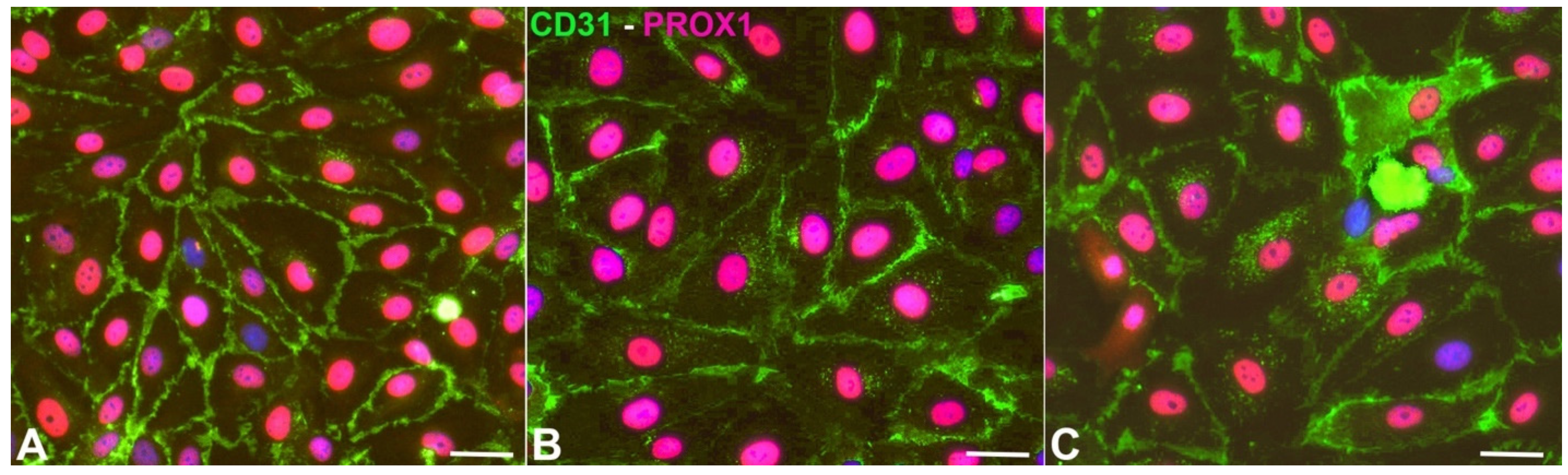Cells 10 01008 g001 Cells 10 01008 g001
