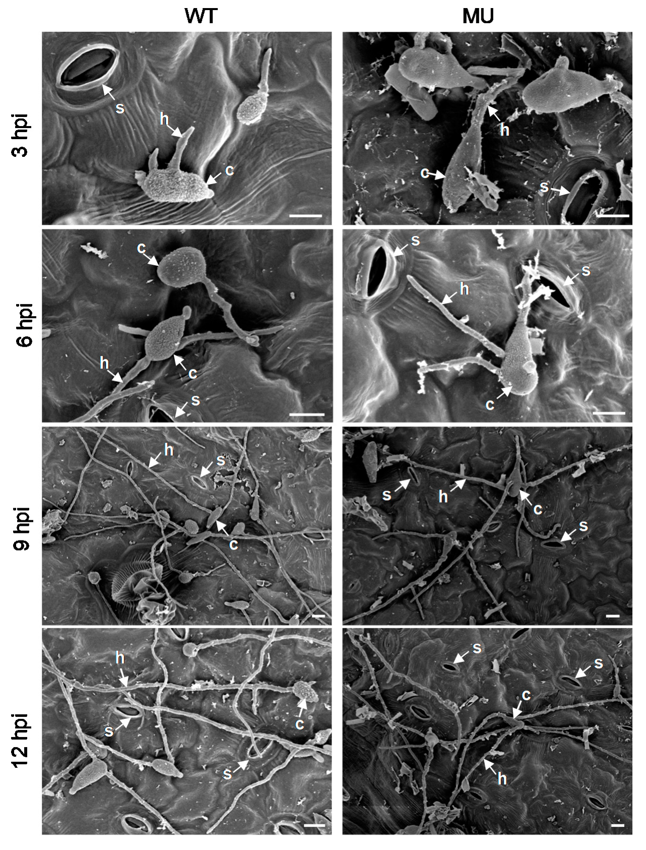 Cells 10 01010 g002 Cells 10 01010 g002