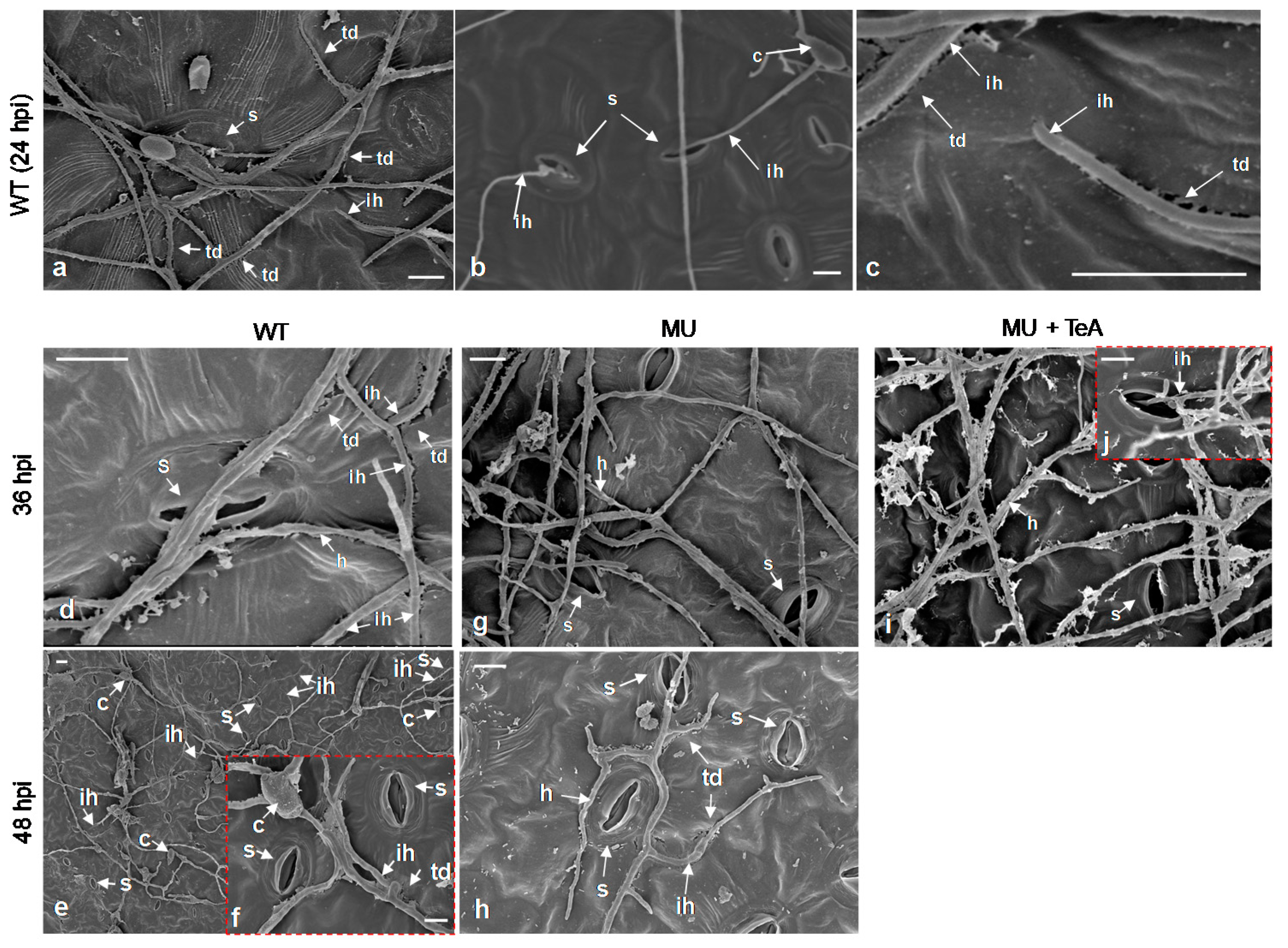 Cells 10 01010 g003 Cells 10 01010 g003