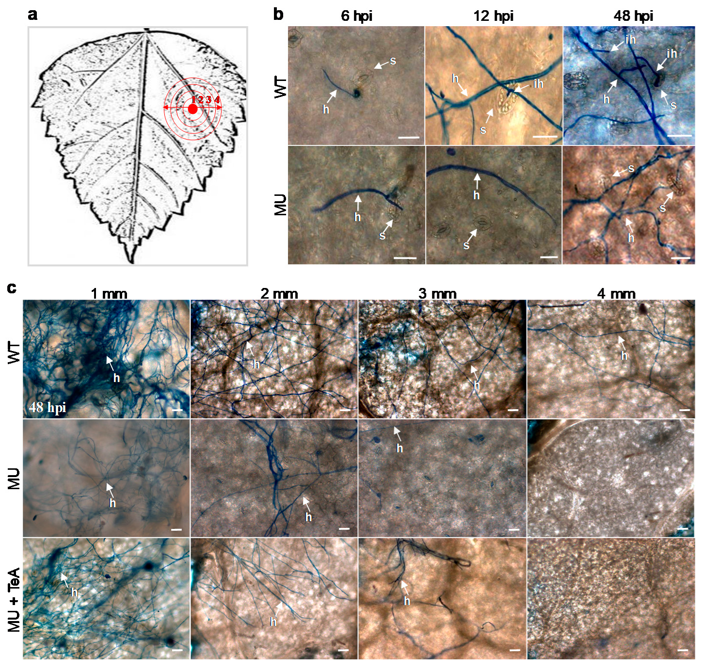 Cells 10 01010 g004 Cells 10 01010 g004