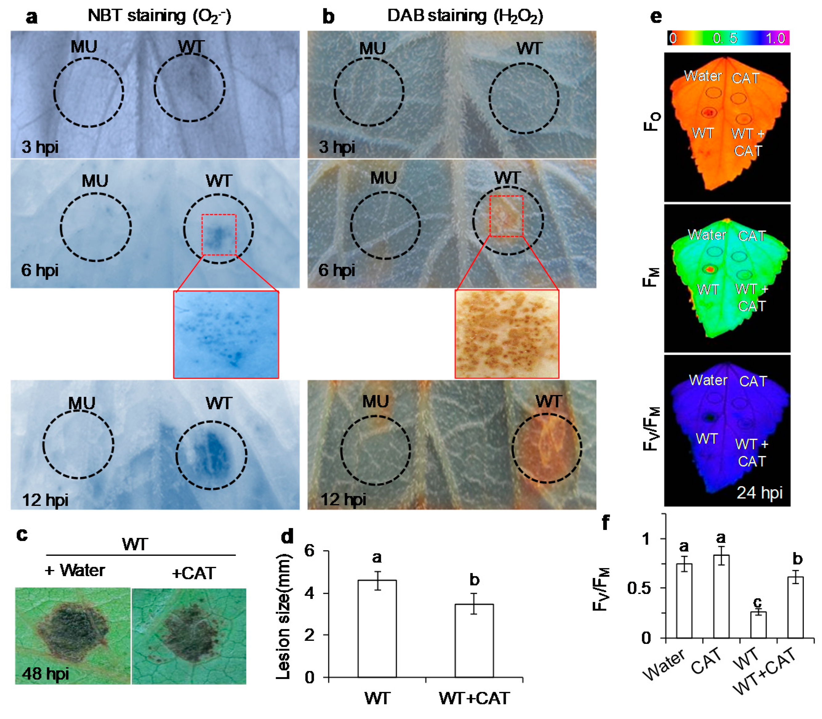 Cells 10 01010 g005 Cells 10 01010 g005