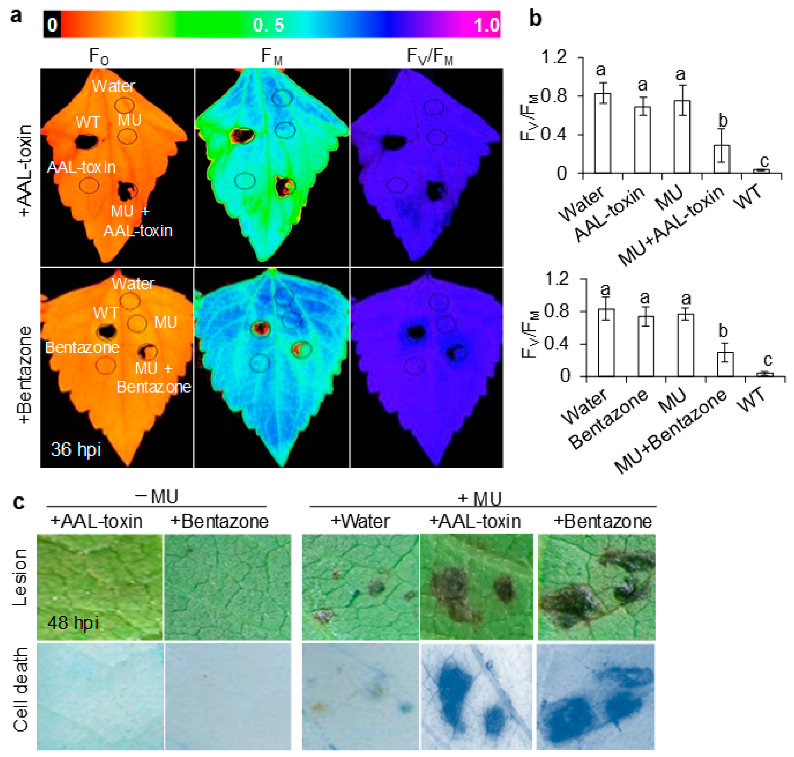 Cells 10 01010 g007 Cells 10 01010 g007