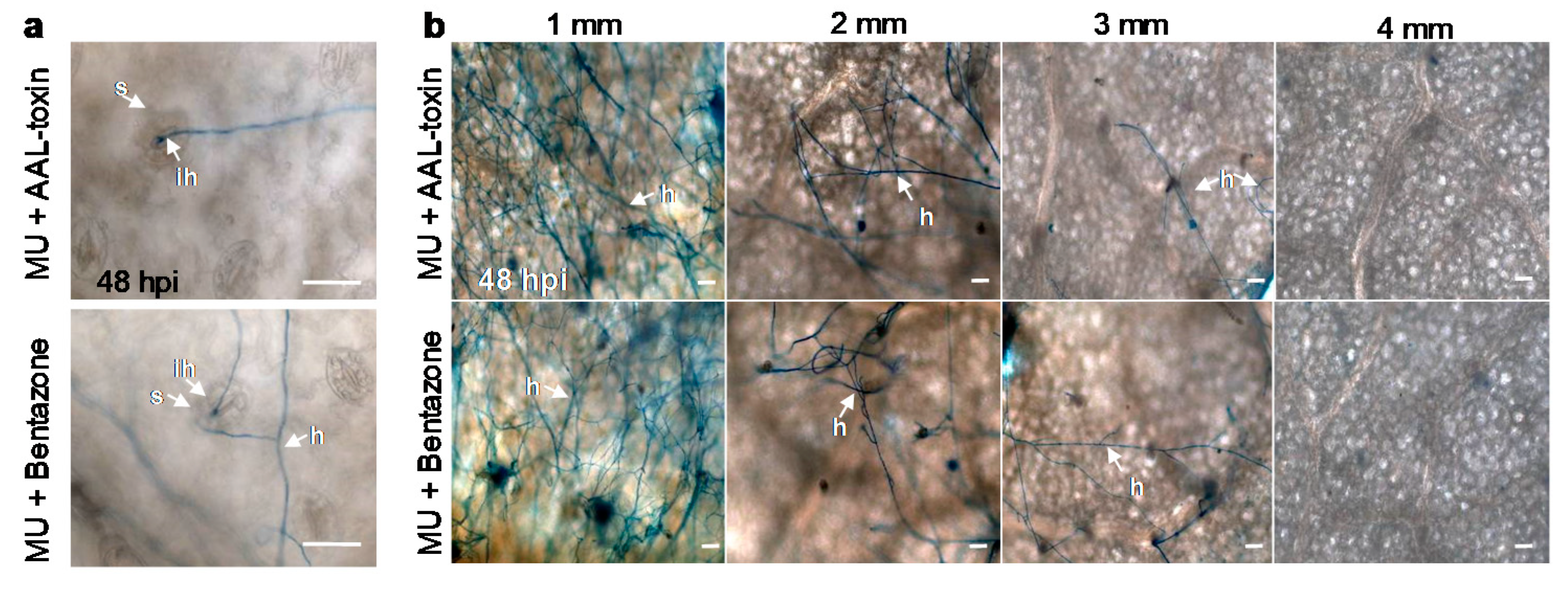 Cells 10 01010 g008 Cells 10 01010 g008