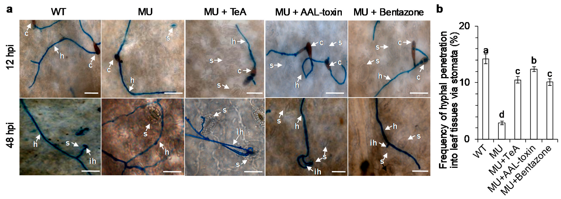 Cells 10 01010 g009 Cells 10 01010 g009