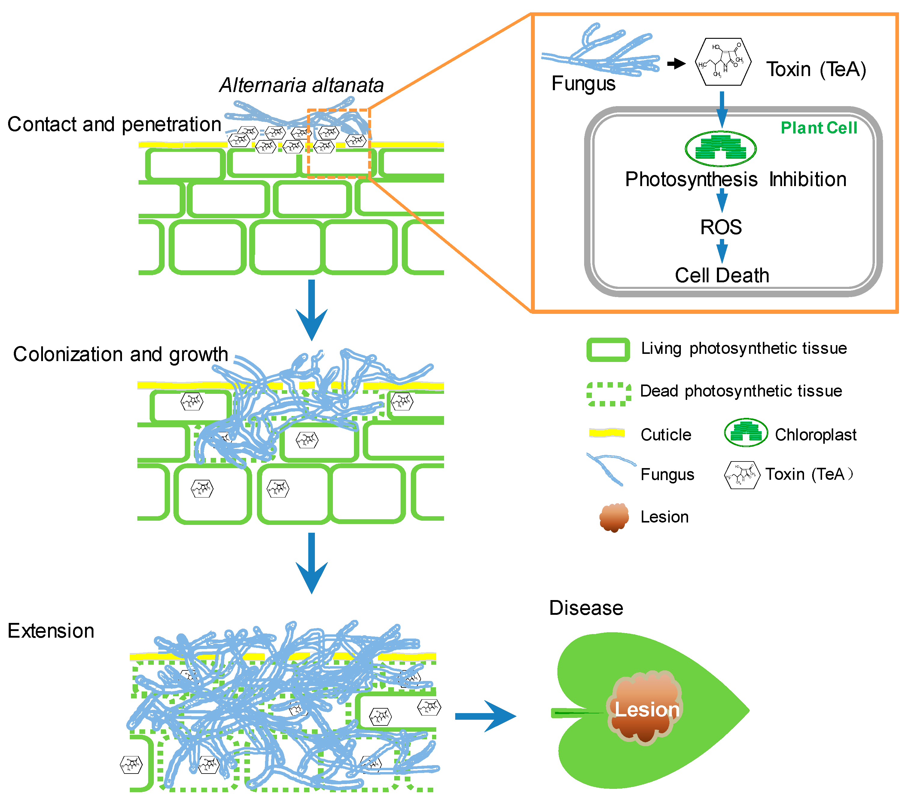Cells 10 01010 g010 Cells 10 01010 g010