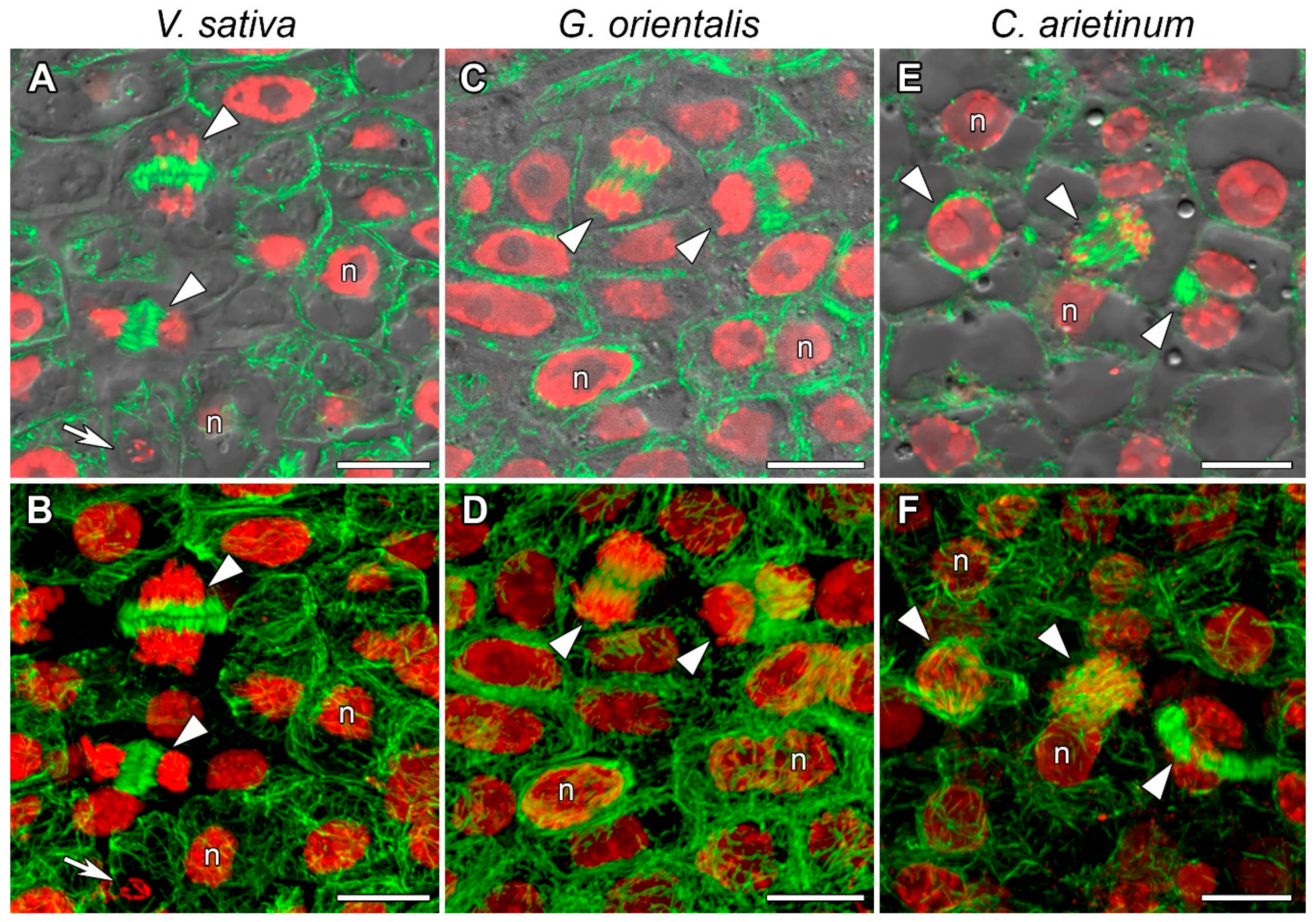 Cells 10 01012 g003 Cells 10 01012 g003