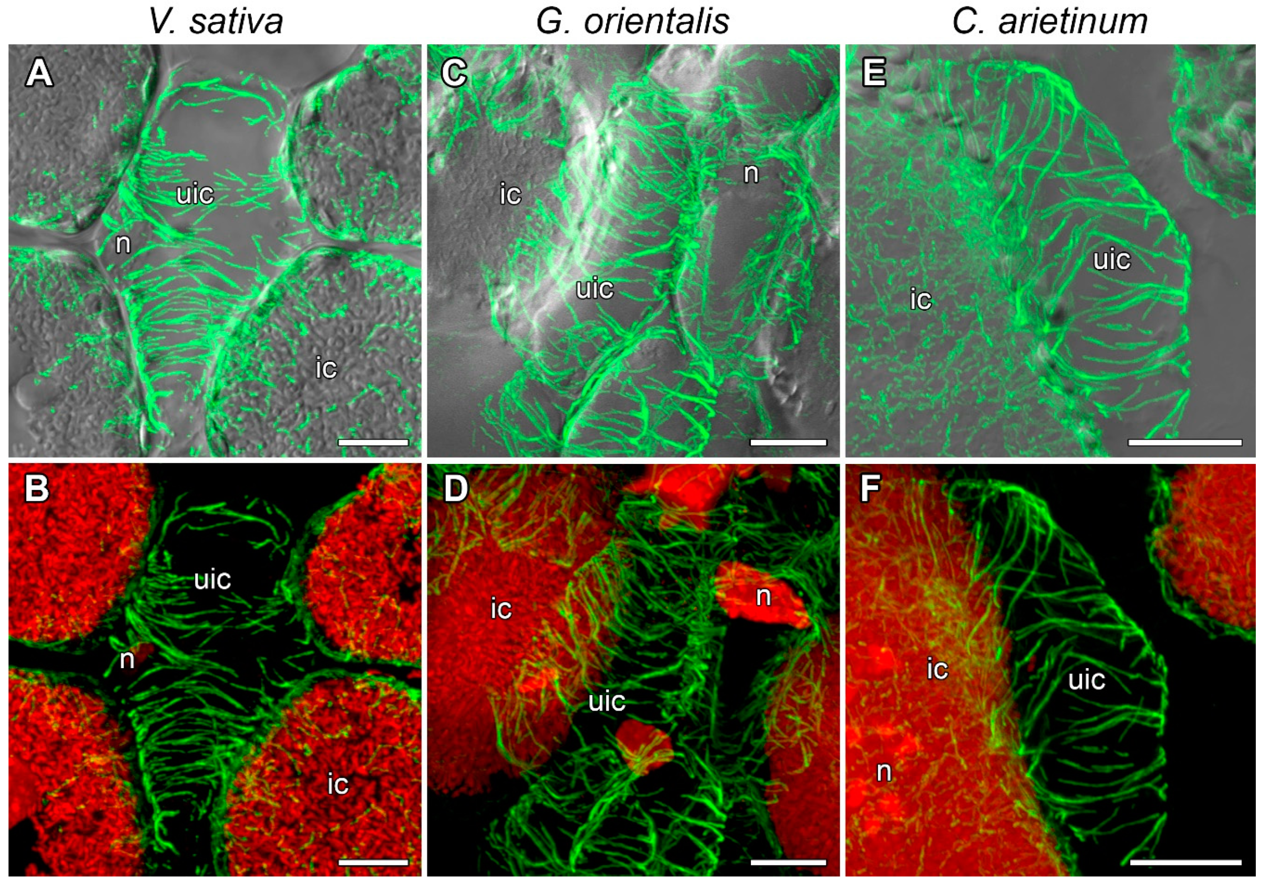 Cells 10 01012 g005 Cells 10 01012 g005