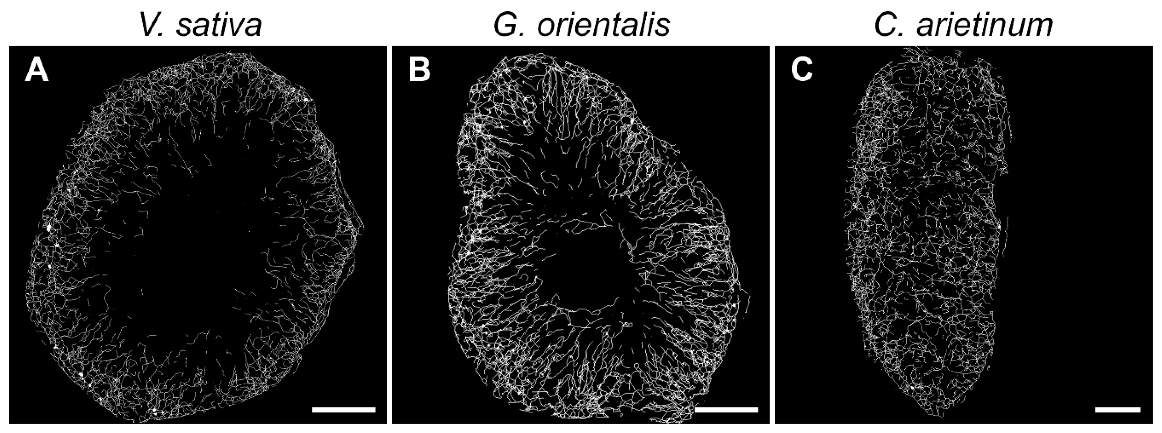 Cells 10 01012 g007 Cells 10 01012 g007