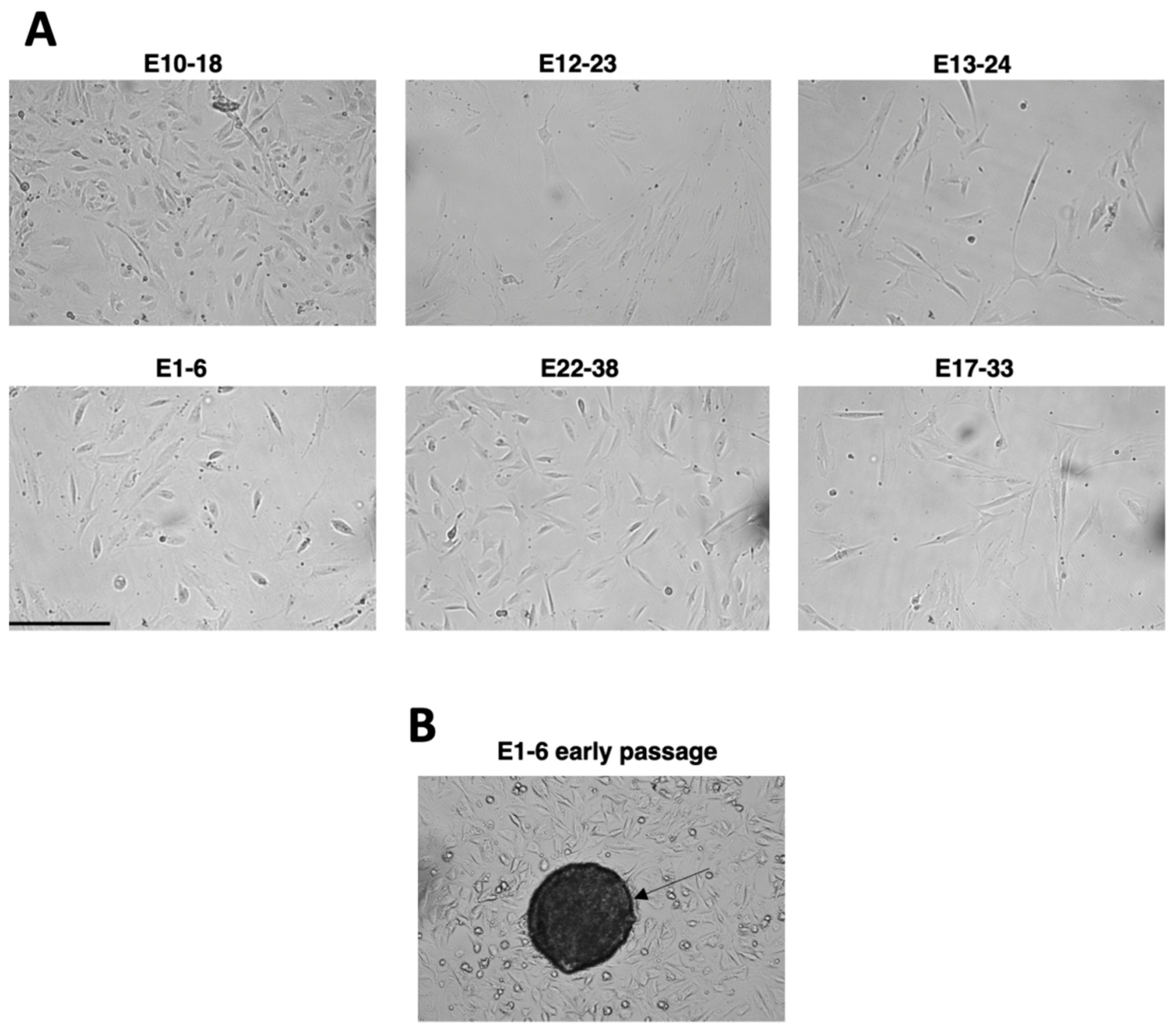 Cells 10 01013 g002 Cells 10 01013 g002