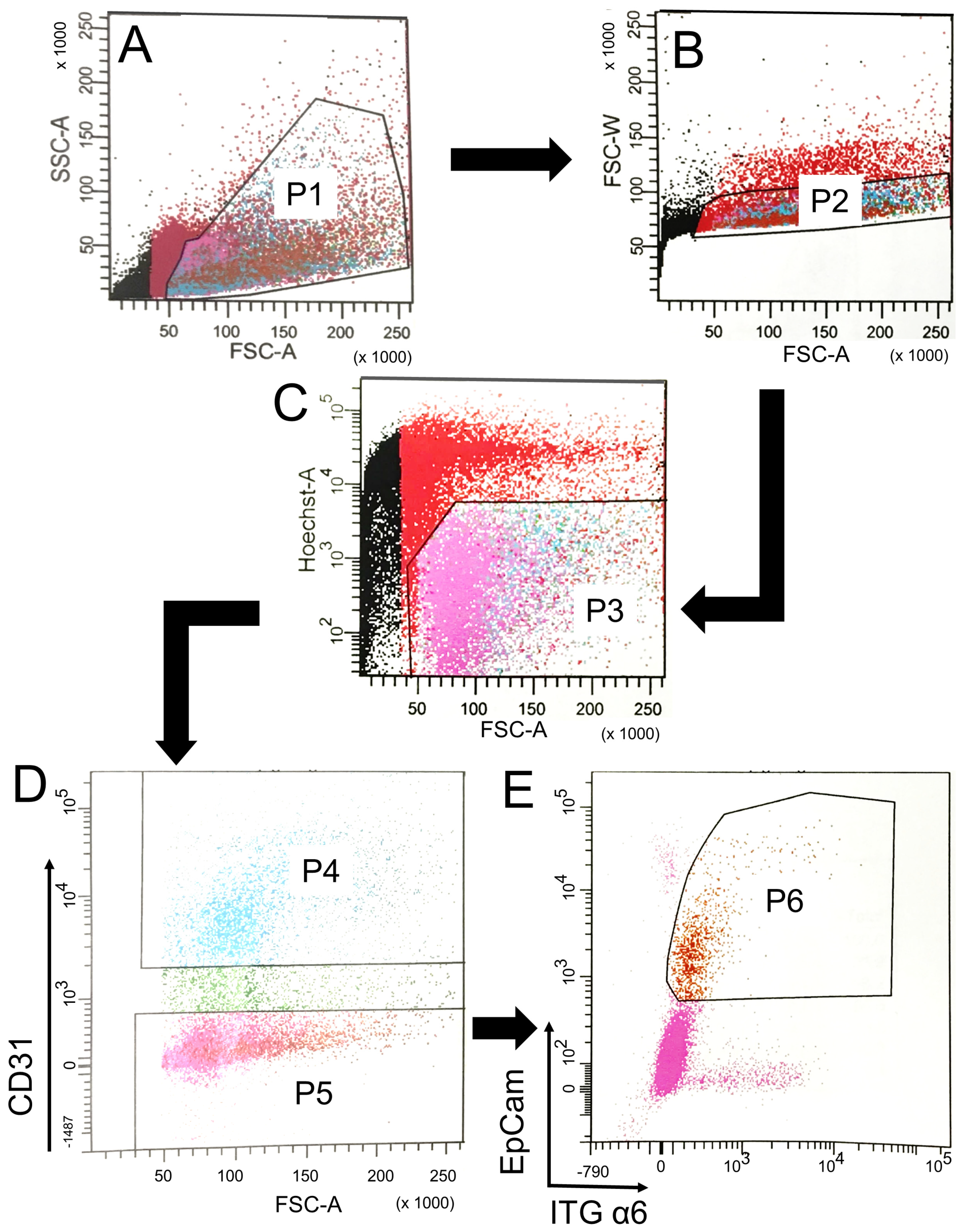 Cells 10 01014 g002 Cells 10 01014 g002