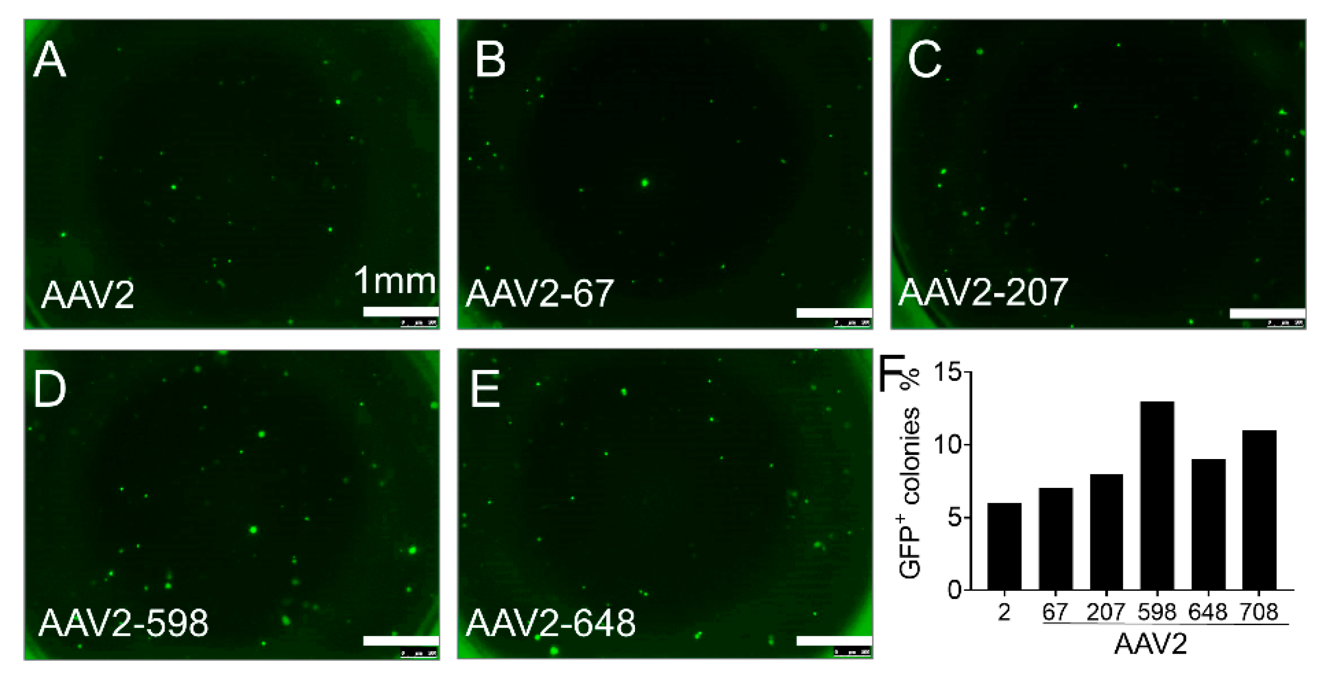 Cells 10 01014 g004 Cells 10 01014 g004