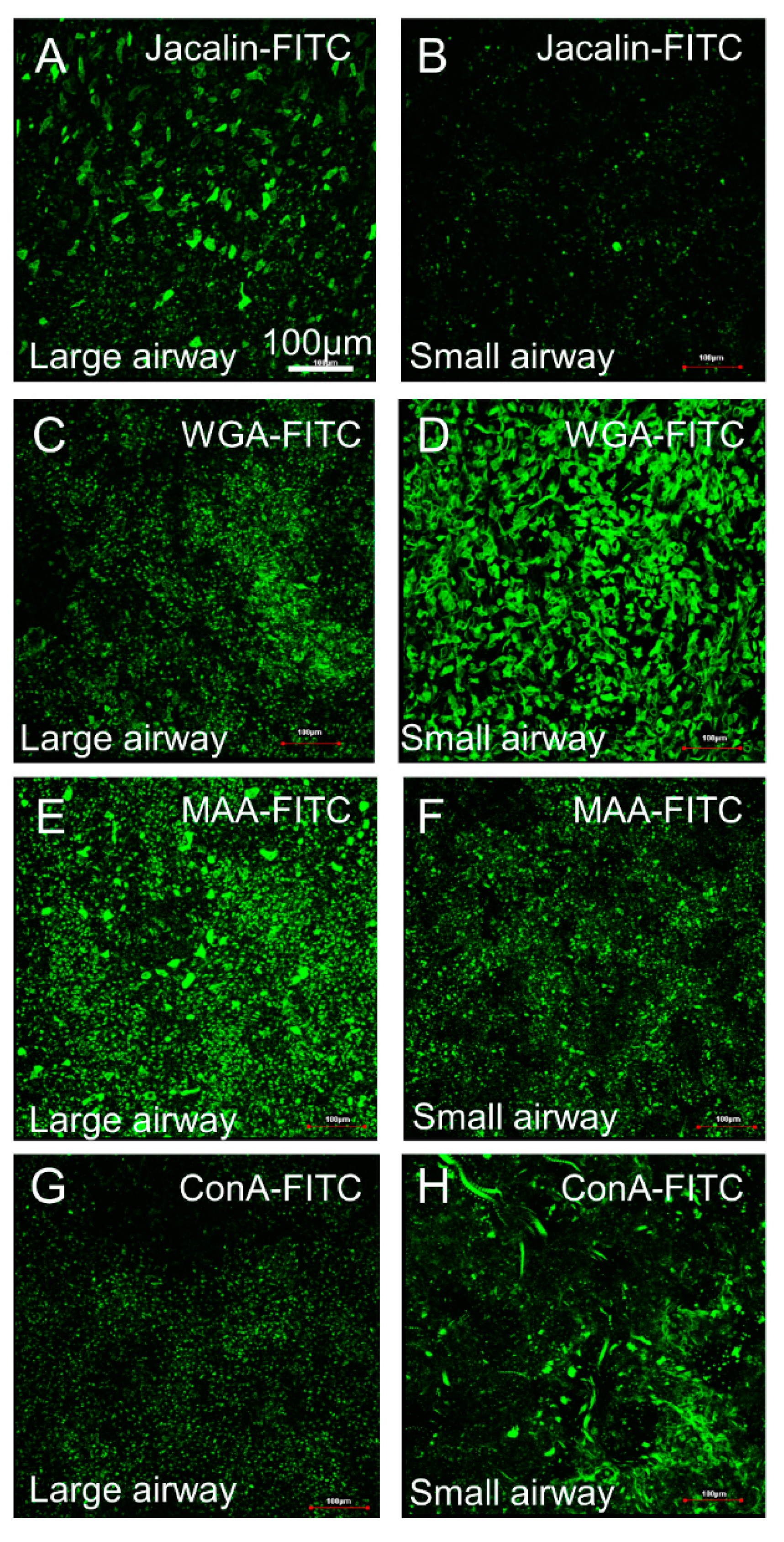 Cells 10 01014 g007 Cells 10 01014 g007