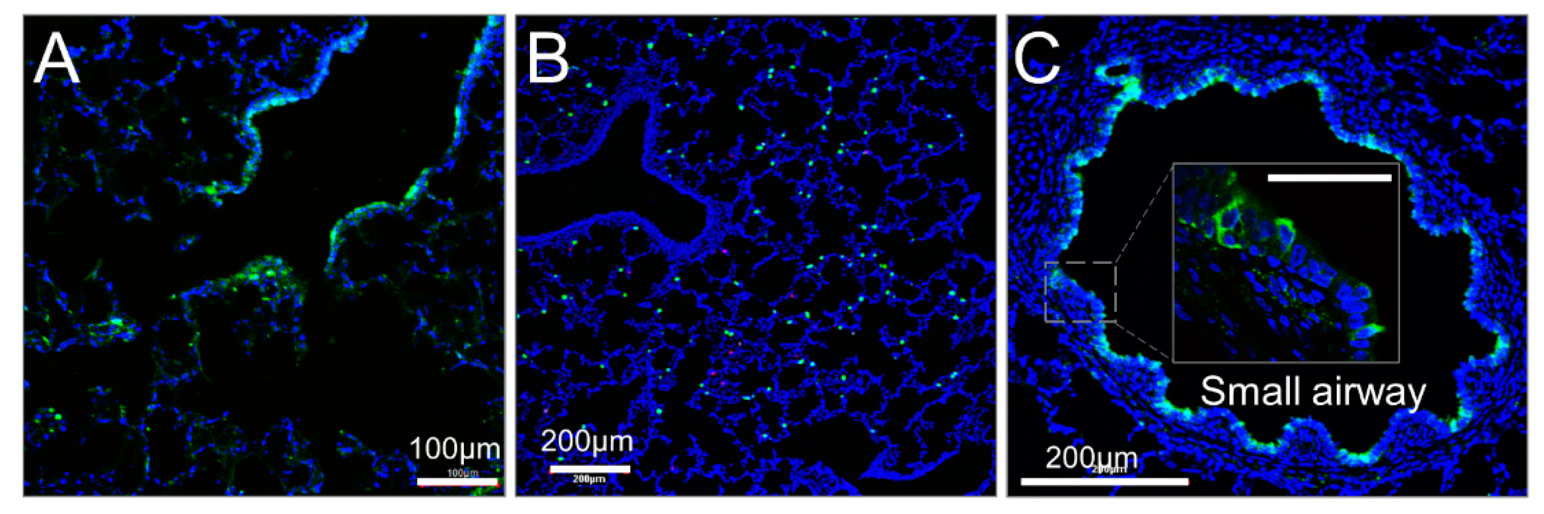 Cells 10 01014 g009 Cells 10 01014 g009
