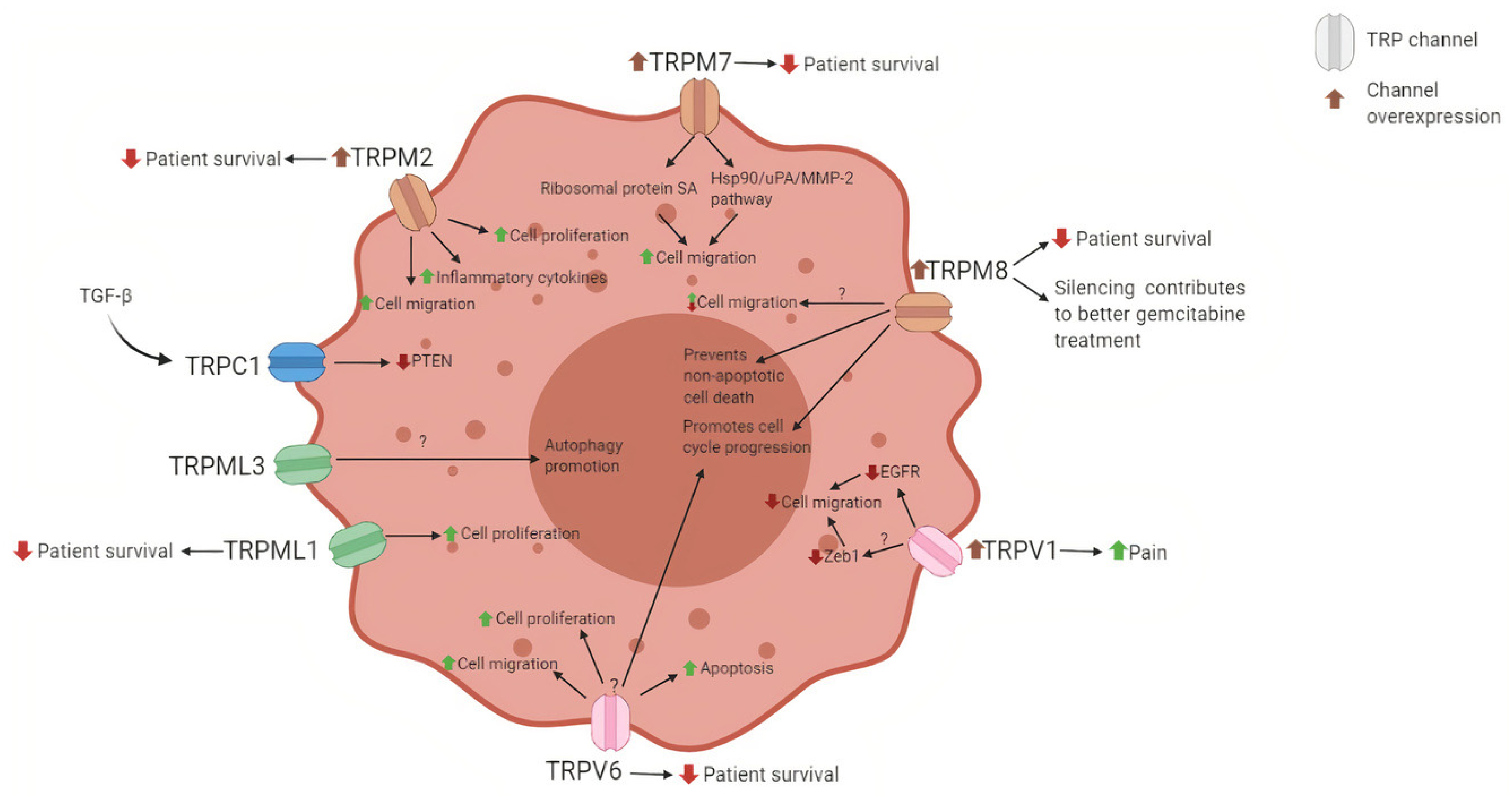Cells 10 01021 g004 Cells 10 01021 g004