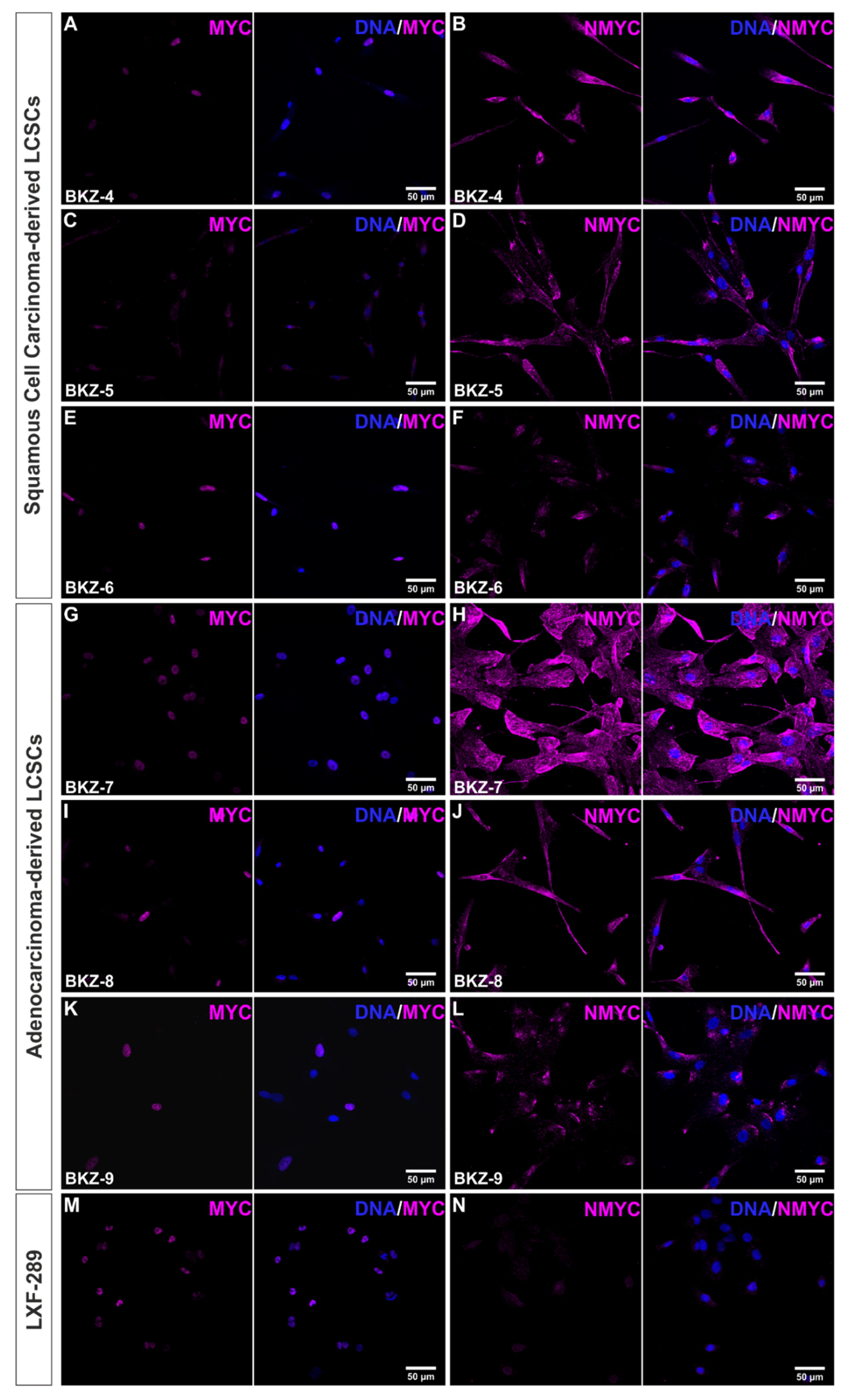 Cells 10 01024 g004 Cells 10 01024 g004