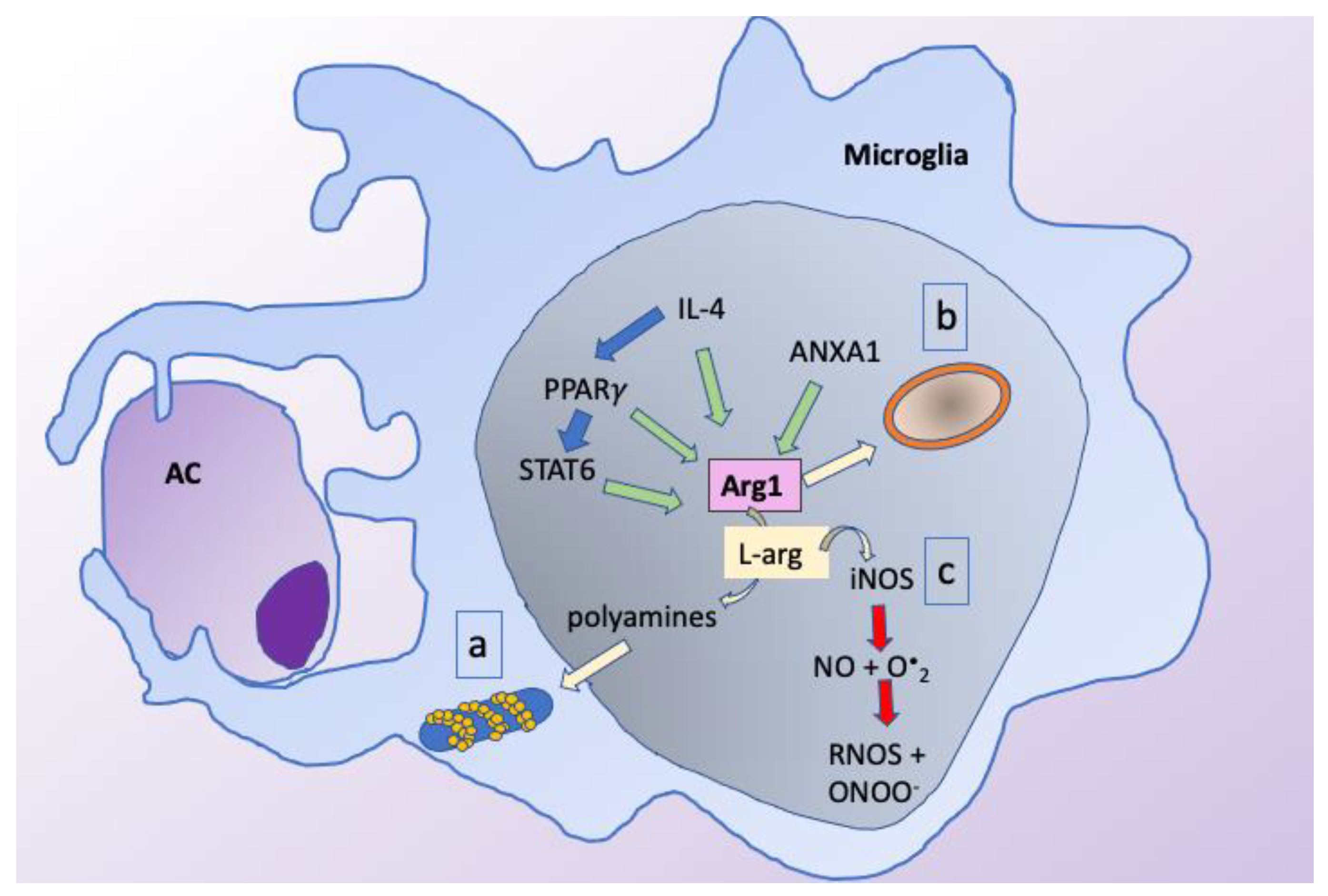 Cells 10 01025 g002 Cells 10 01025 g002