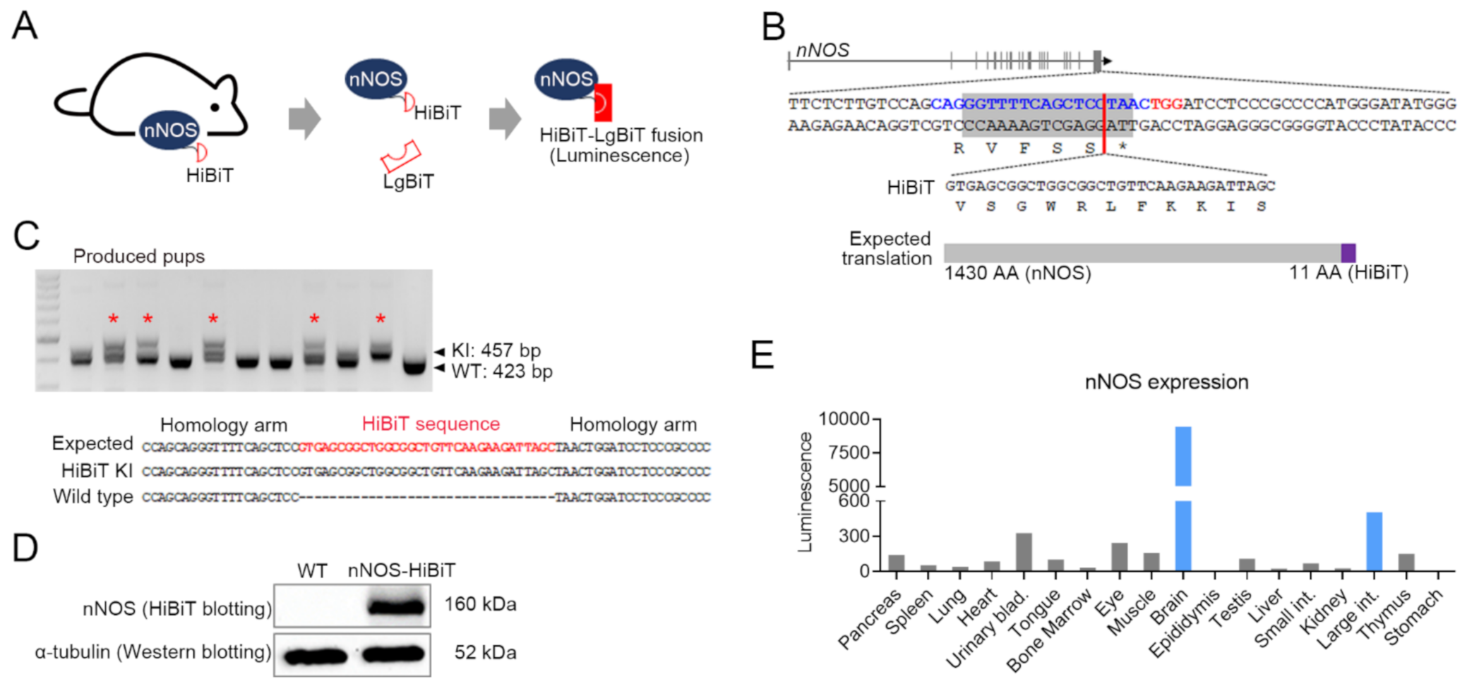 Cells 10 01028 g001 Cells 10 01028 g001