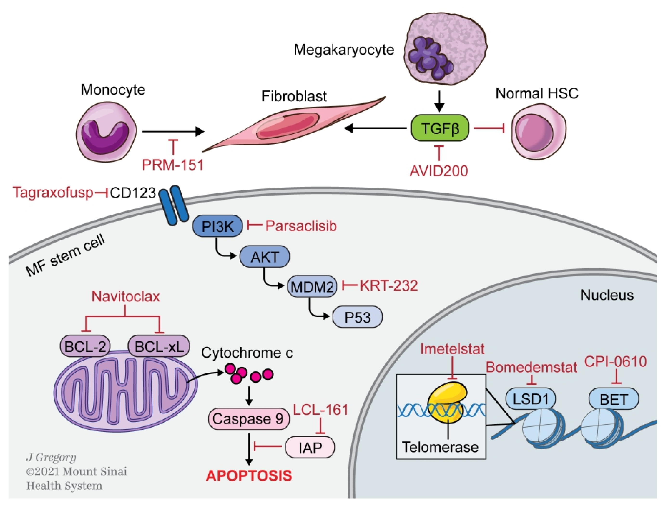 Cells Free Full Text Next Generation Therapeutics For The Treatment Of Myelofibrosis Html Cells Free Full Text Next Generation Therapeutics For The Treatment Of Myelofibrosis Html