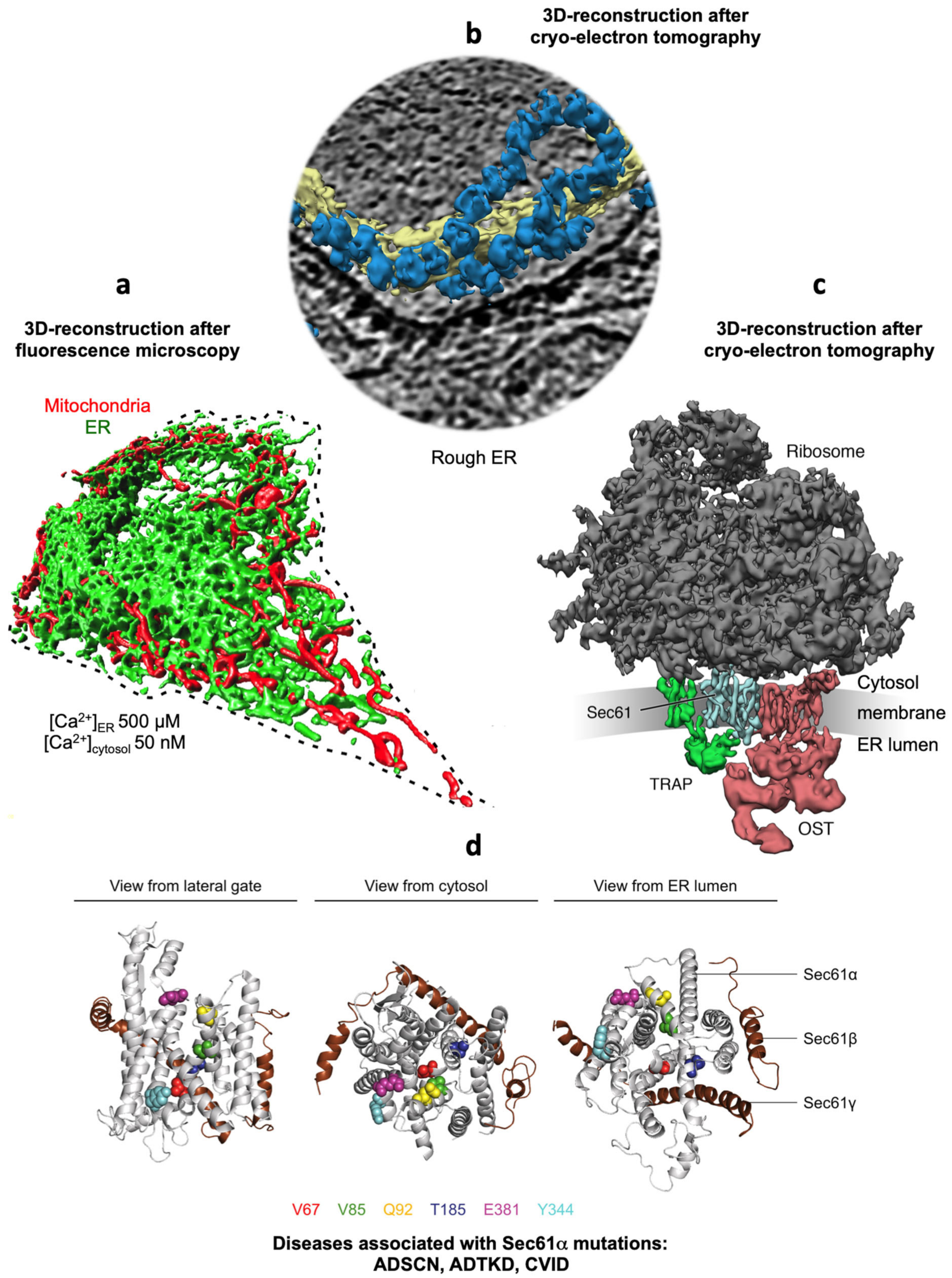 Cells Free Full Text Complexity And Specificity Of Sec61 Channelopathies Human Diseases Affecting Gating Of The Sec61 Complex Html