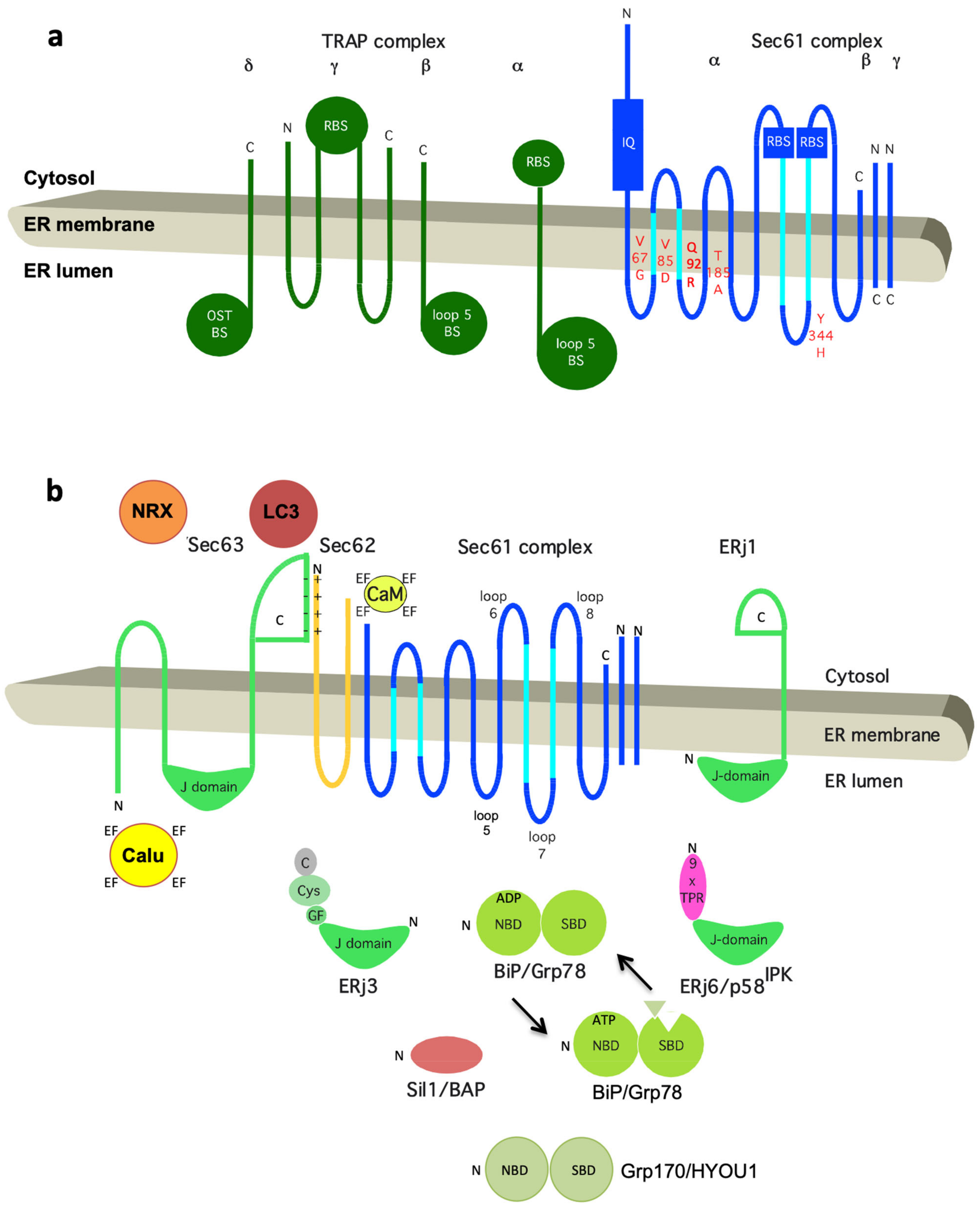 Cells Free Full Text Complexity And Specificity Of Sec61 Channelopathies Human Diseases Affecting Gating Of The Sec61 Complex Html