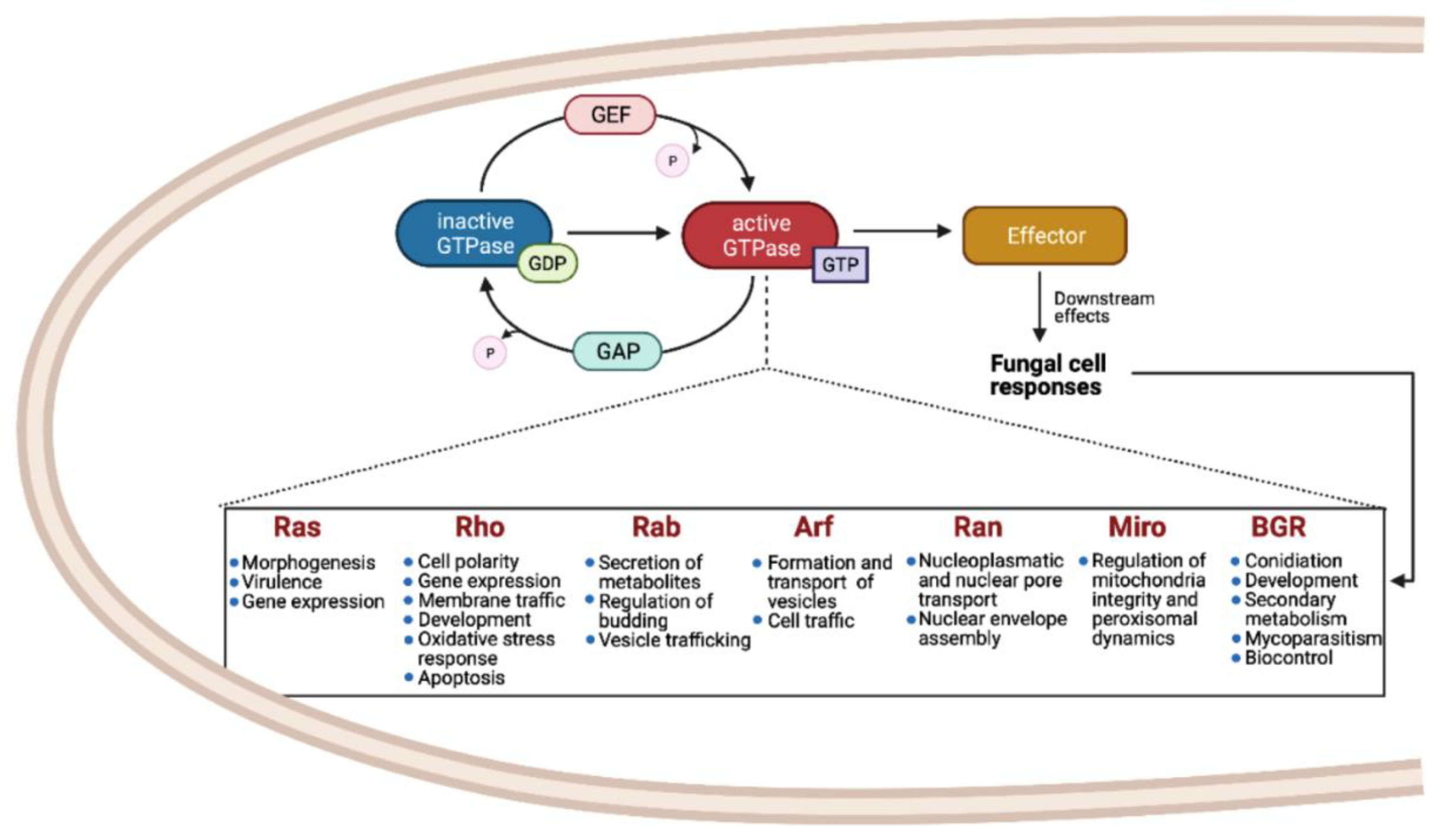 Cells Free Full Text The Small Gtpases In Fungal Signaling Conservation And Function Html