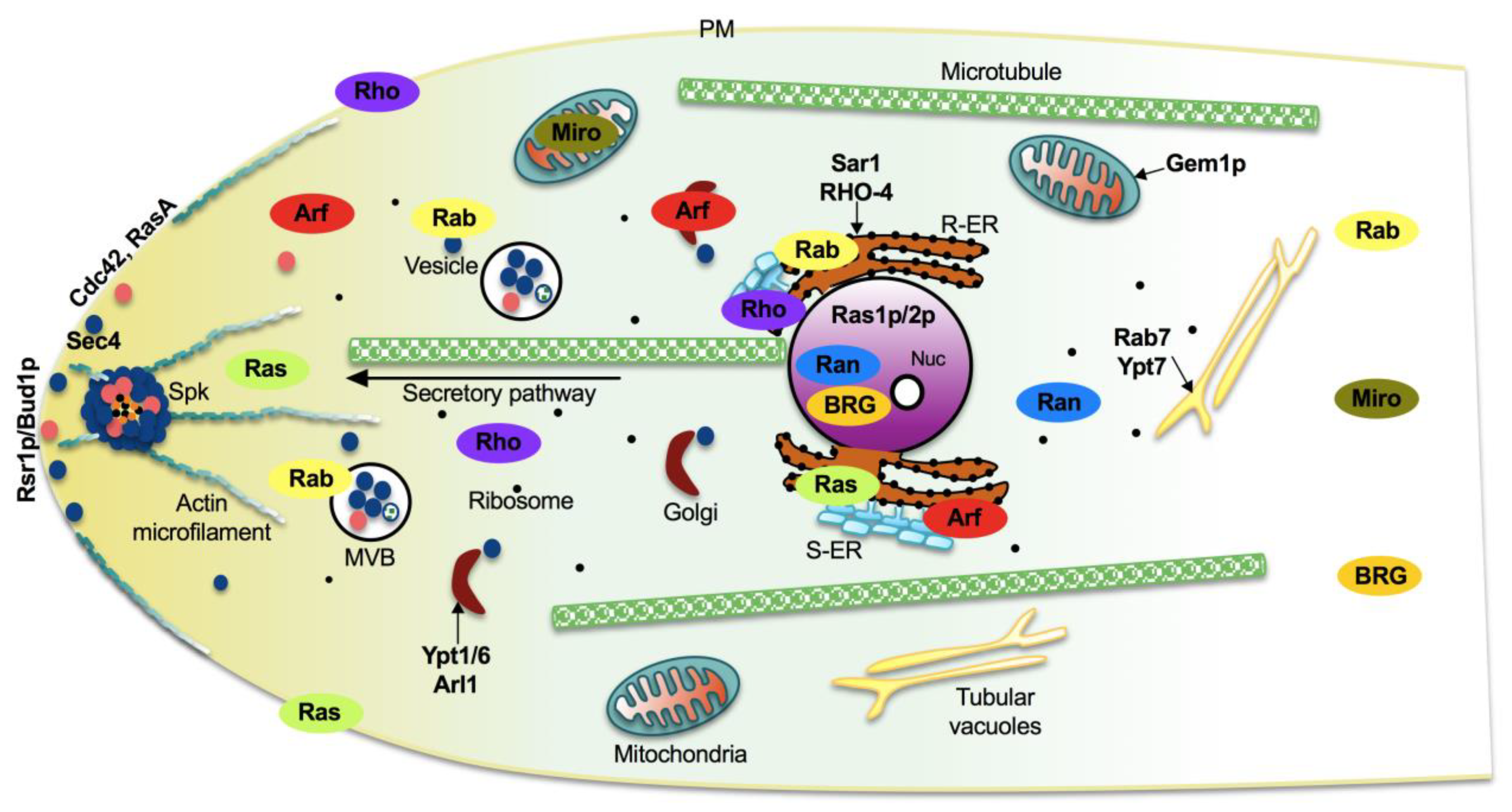 Cells 10 01039 g007 Cells 10 01039 g007