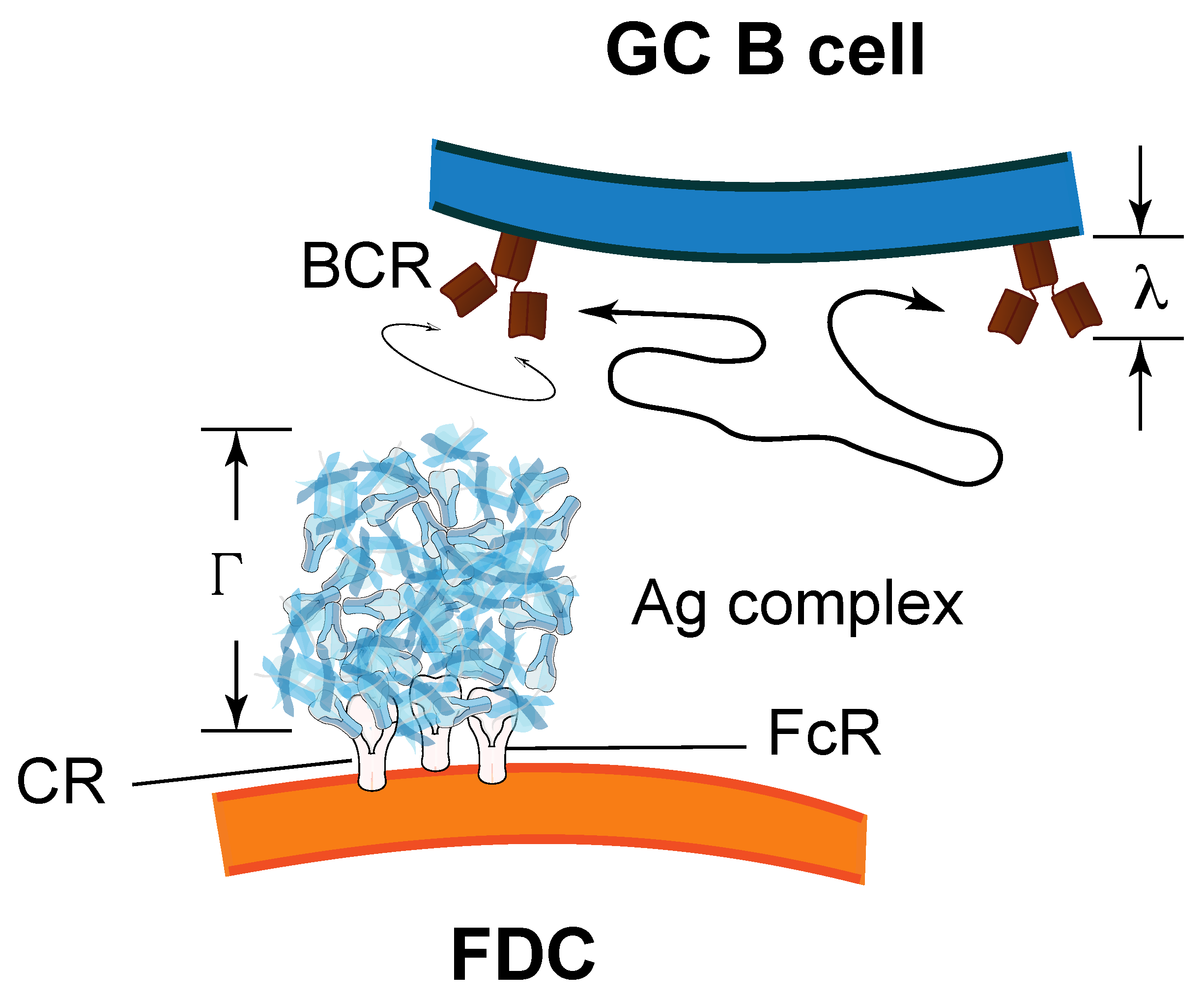Cells 10 01040 g004 Cells 10 01040 g004